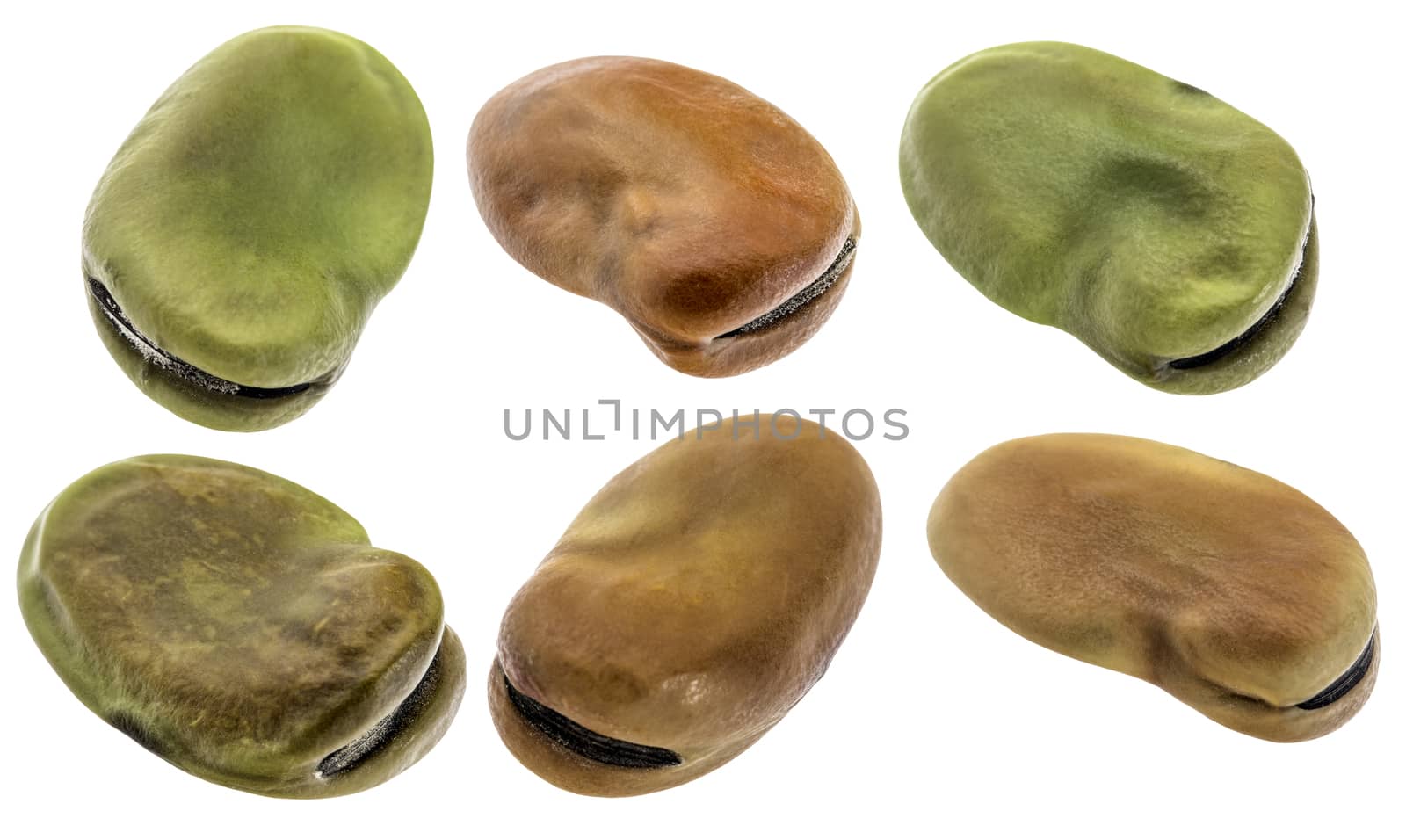 fava (broad) bean - six seeds isolated with clipping paths