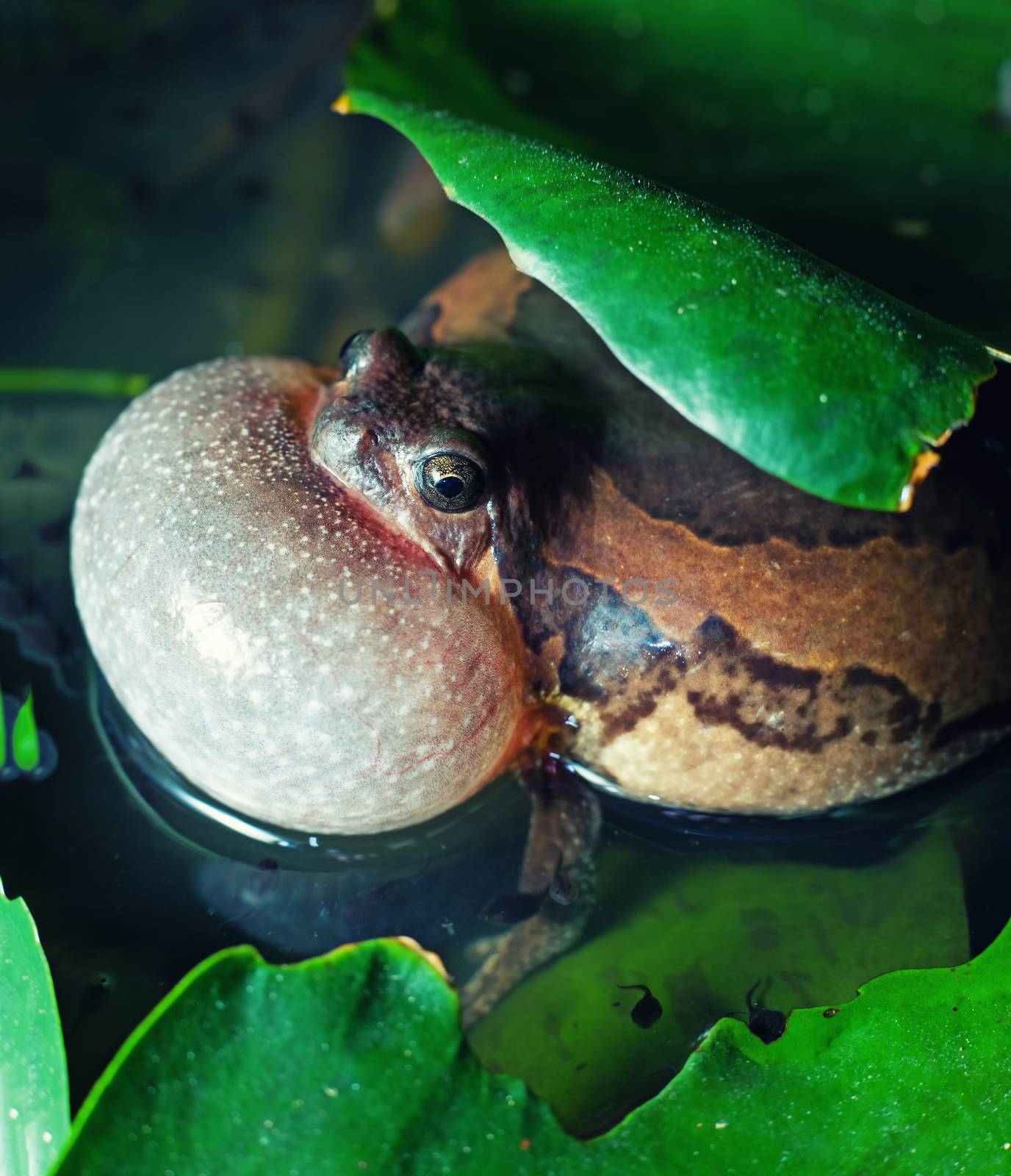 Male Banded bullfrog  calls for a mate with vocal sac inflated during mating season