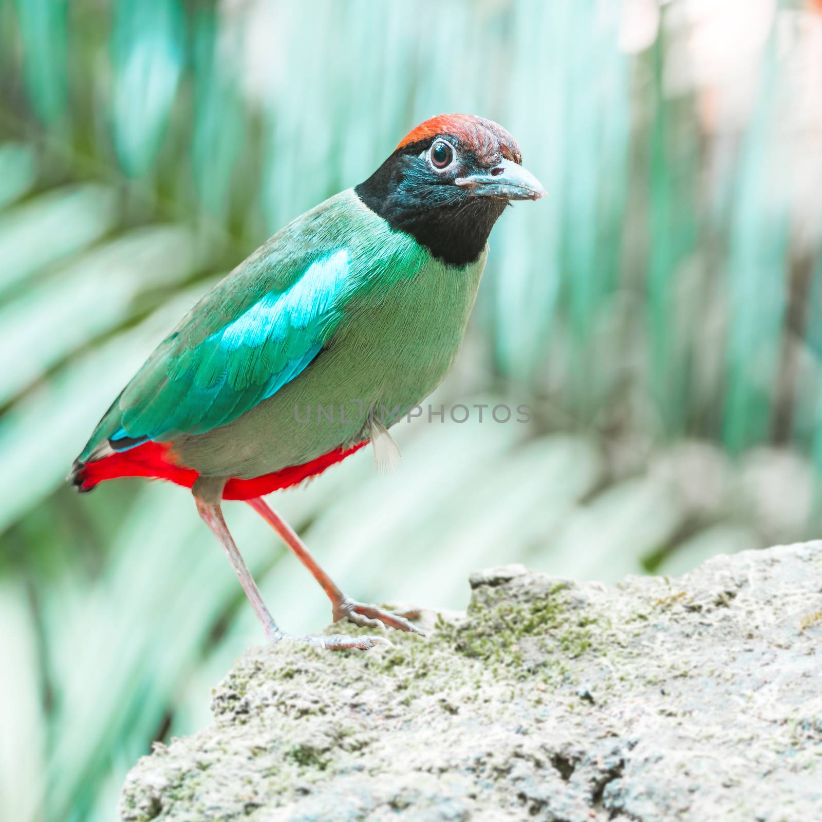 Colorful green Pitta, Hooded Pitta (Pitta sordida), standing on the rock
