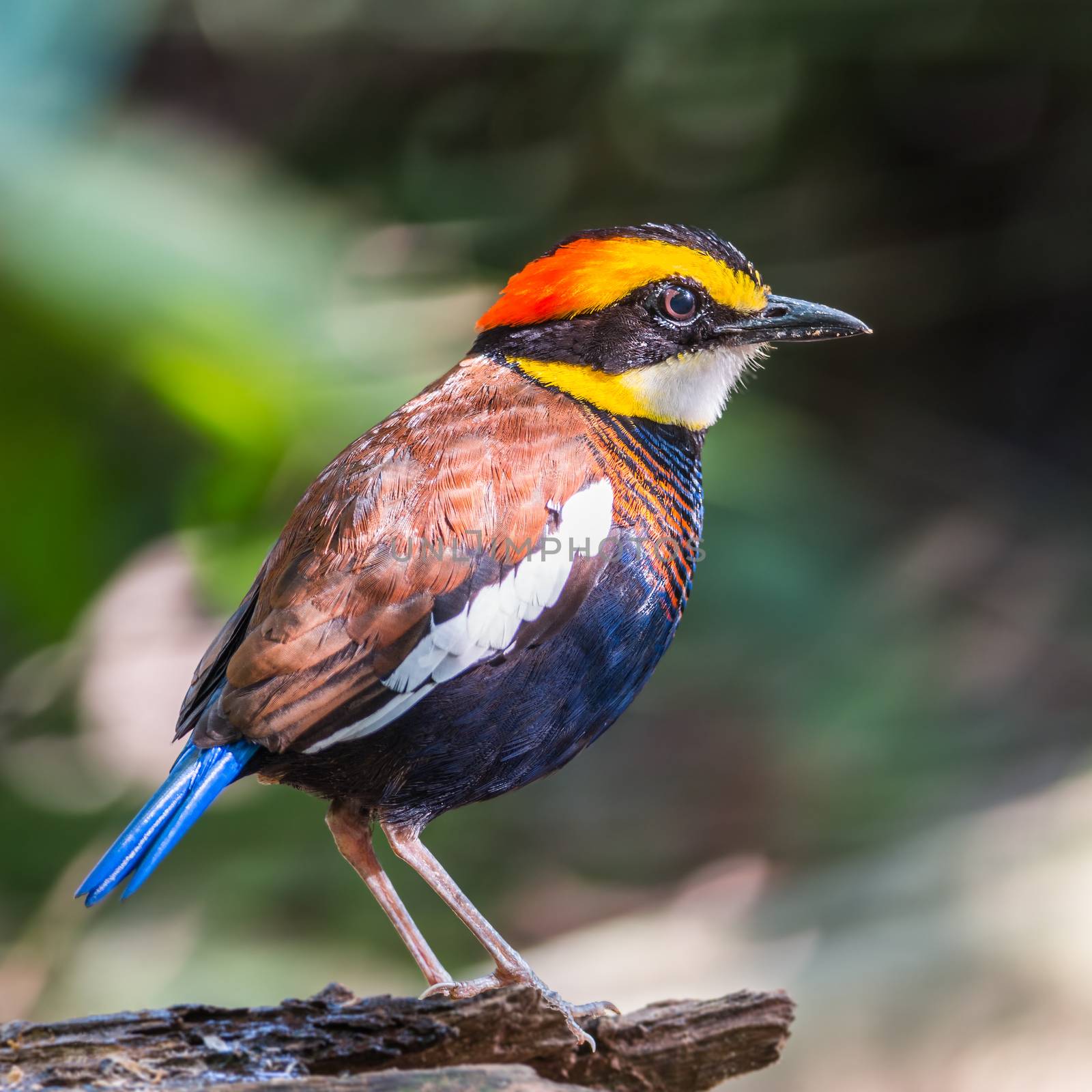 Colorful banded Pitta, male Malayan Banded Pitta (Pitta irena), standing on the log