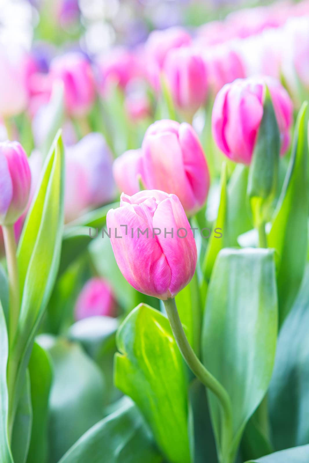 Colorful pink tulip photographed with a selective focus and a shallow depth of field