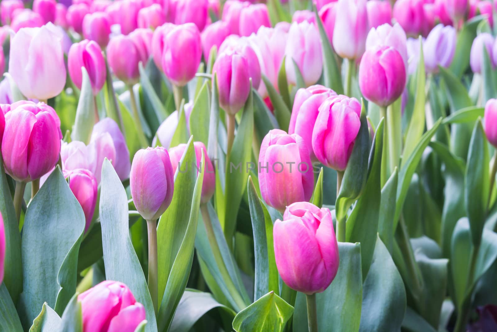 Colorful pink tulip photographed with a selective focus and a shallow depth of field