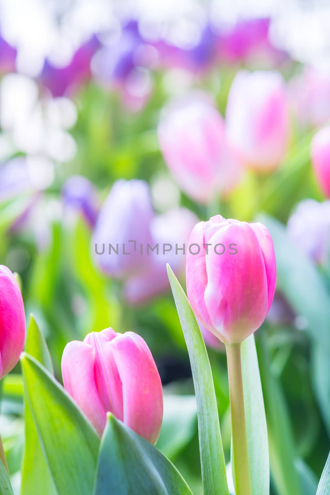 Colorful pink tulip photographed with a selective focus and a shallow depth of field