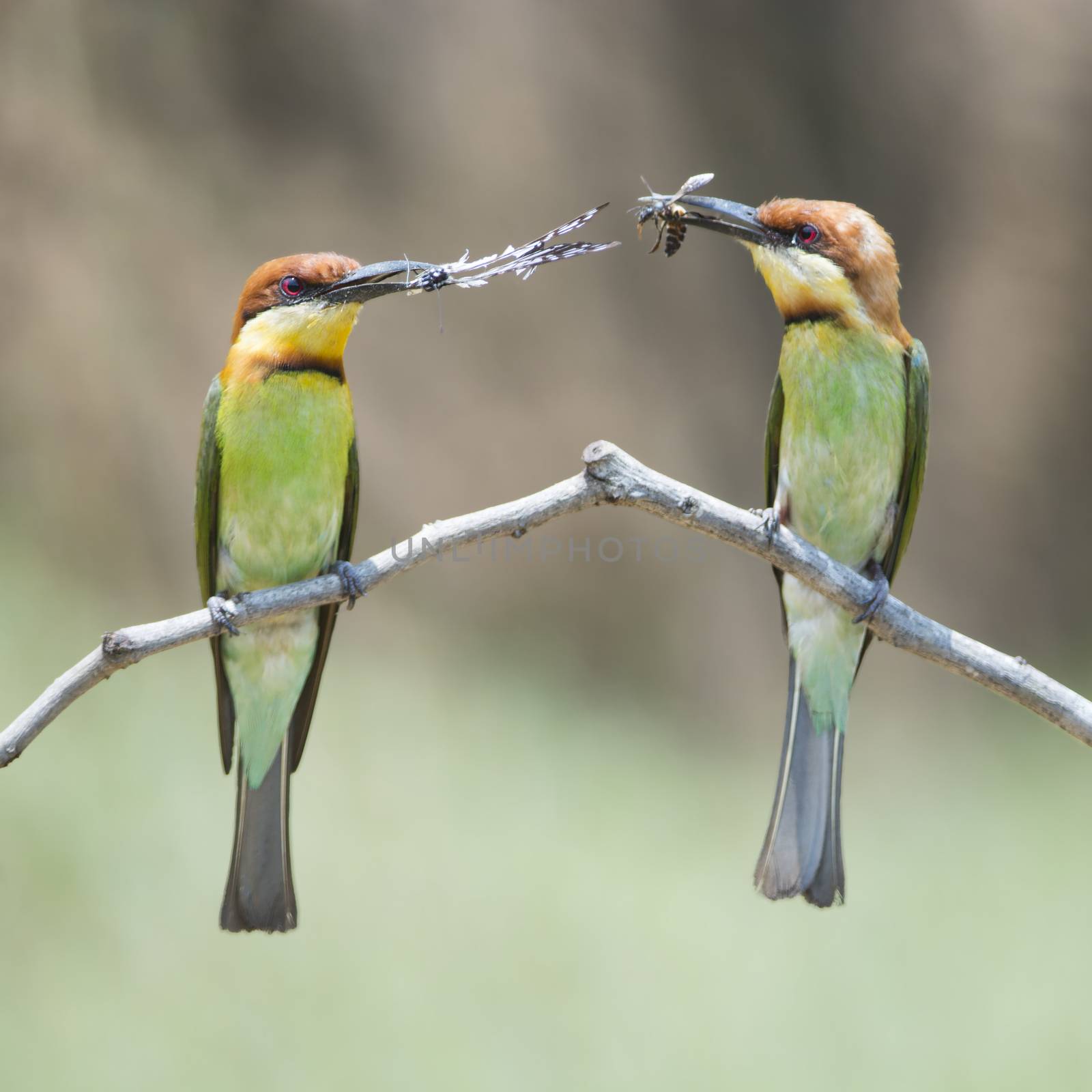 Colorful bird, Chestnut-headed Bee-eater (Merops leschenaulti), feeding season