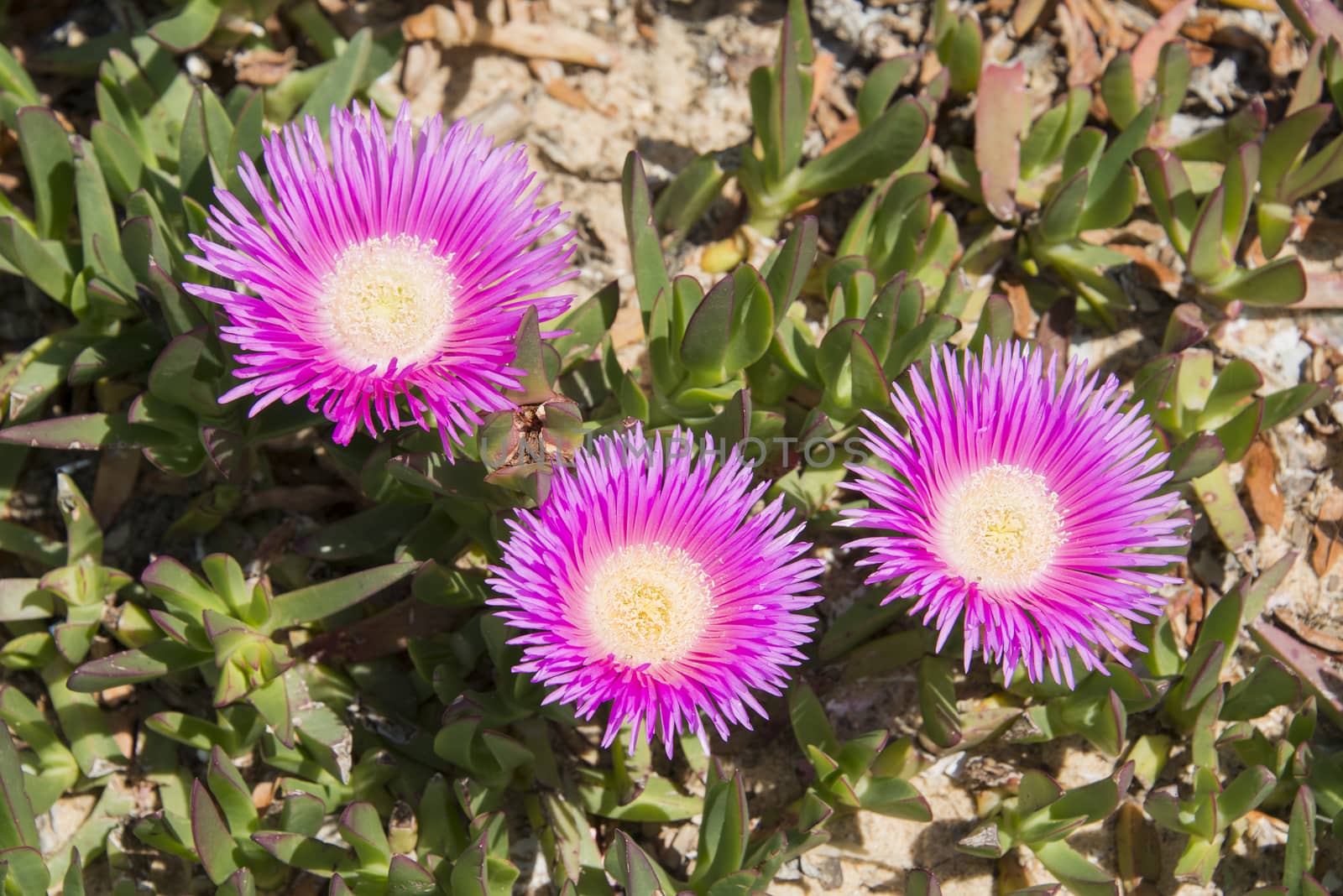 lampranthus by compuinfoto