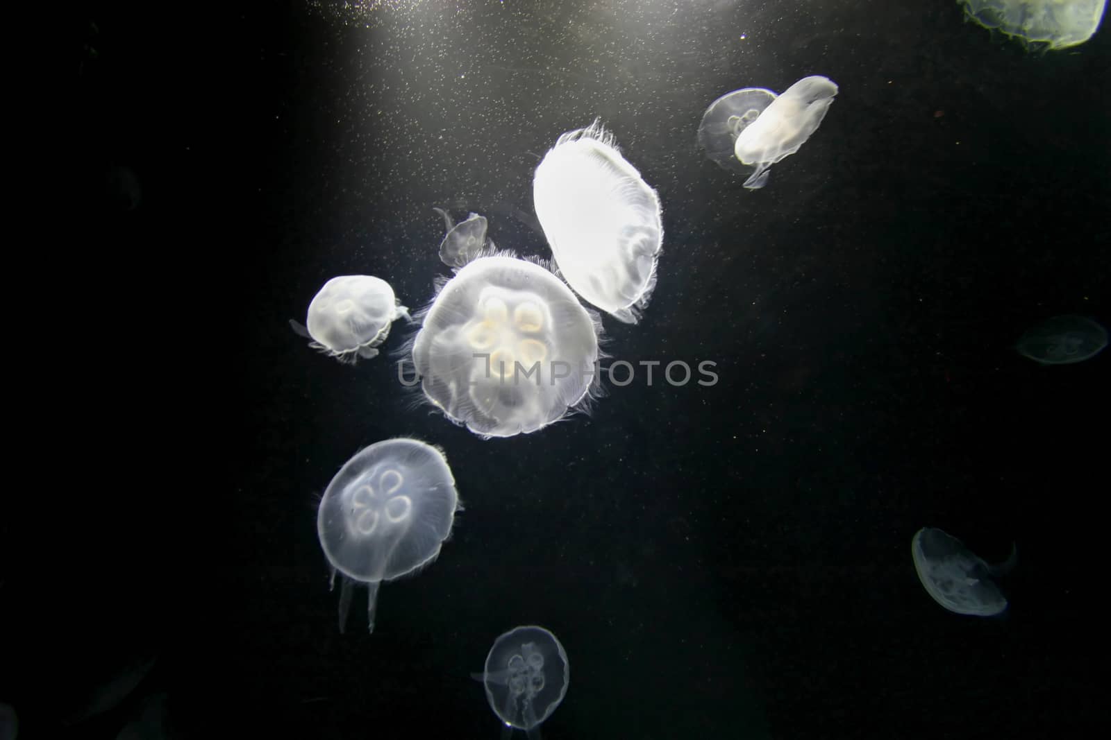 Jellyfish by quackersnaps