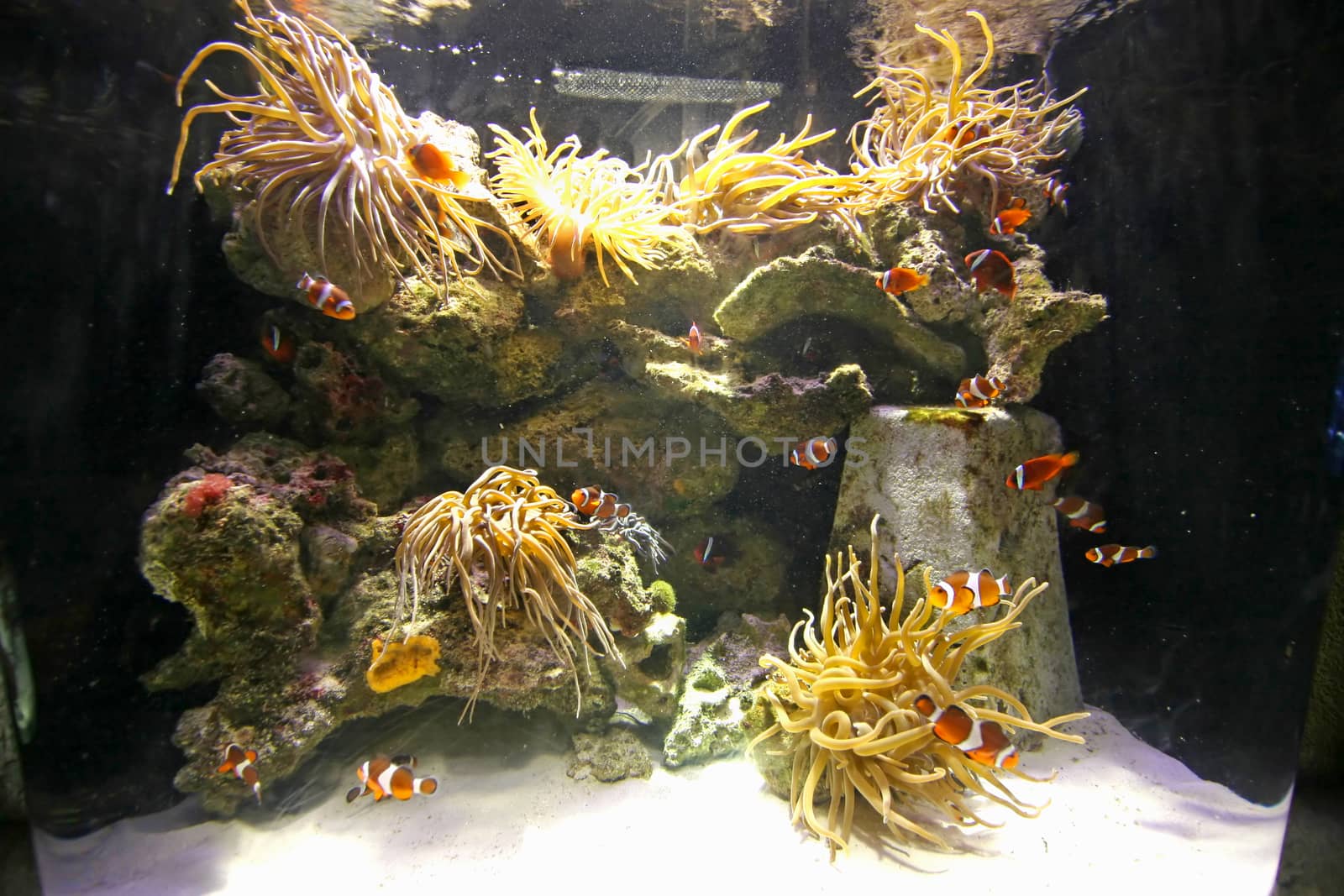 Many clownfish swimming through the water in a tank