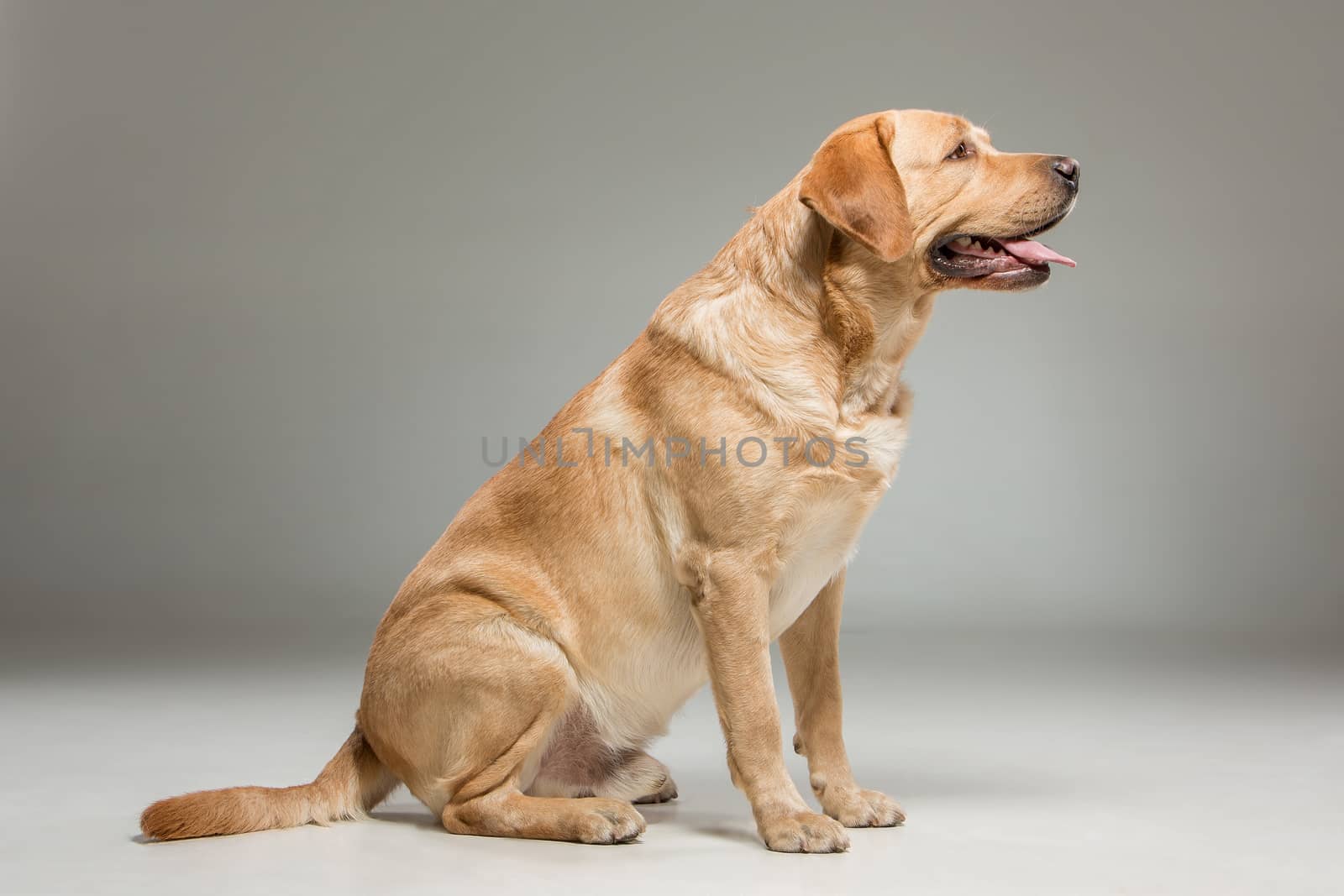 The Labrador retriever, sitting on gray background