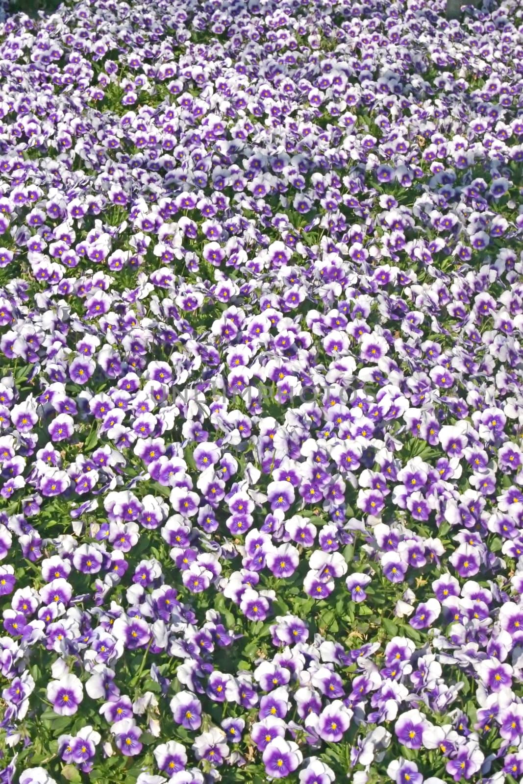 A lot of white and purples pansies