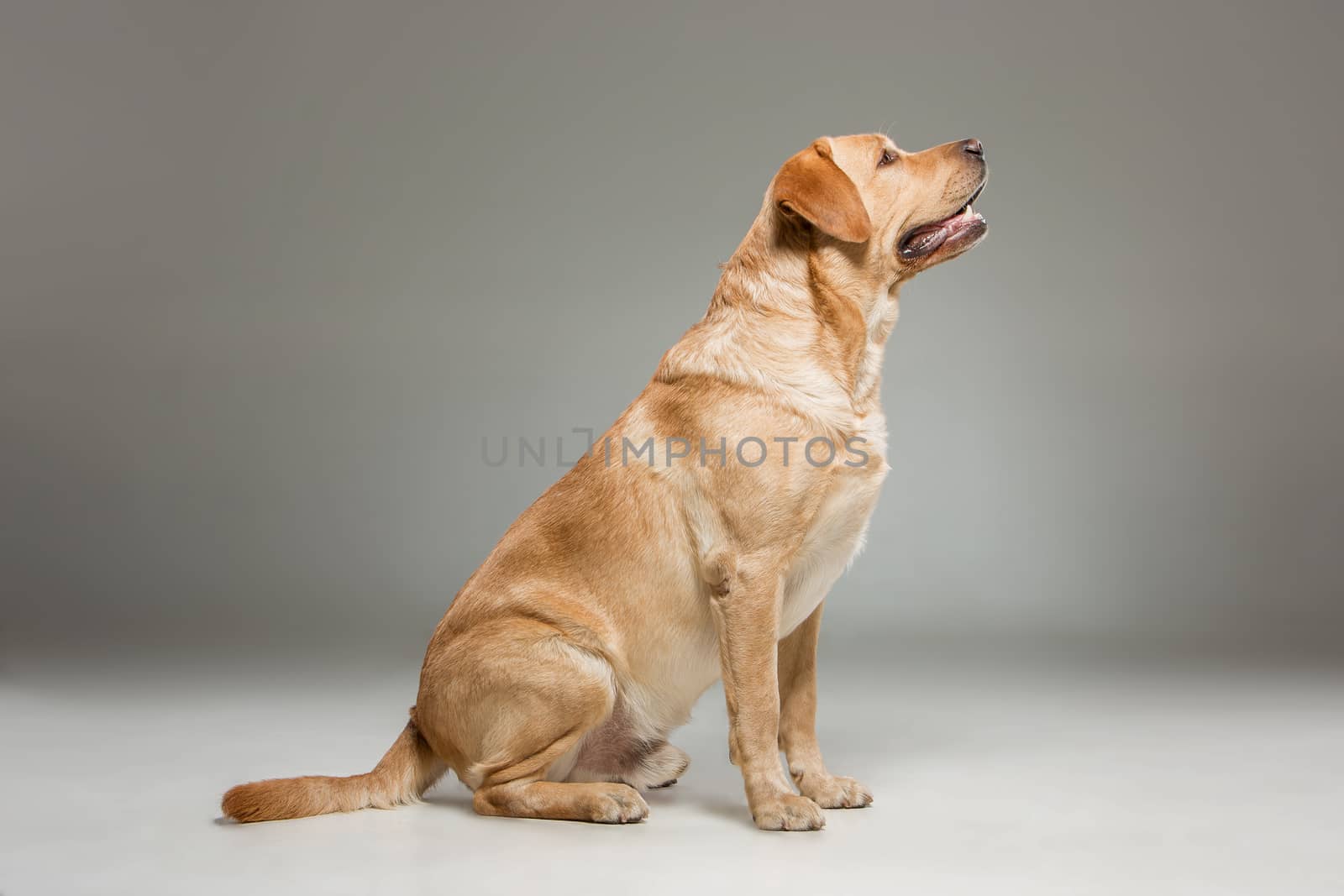 The Labrador retriever, sitting on gray background