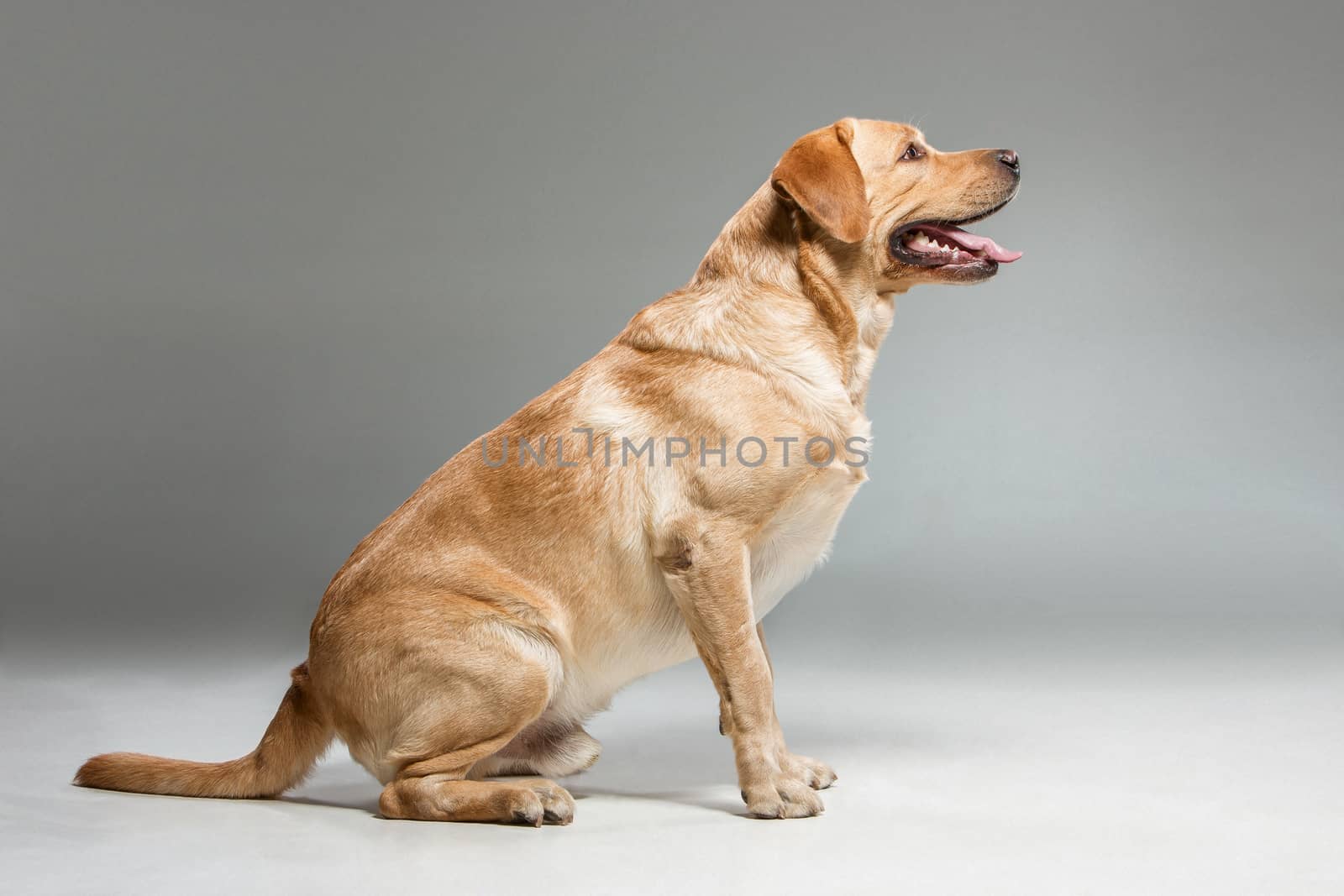 Labrador standing on gray background in studio