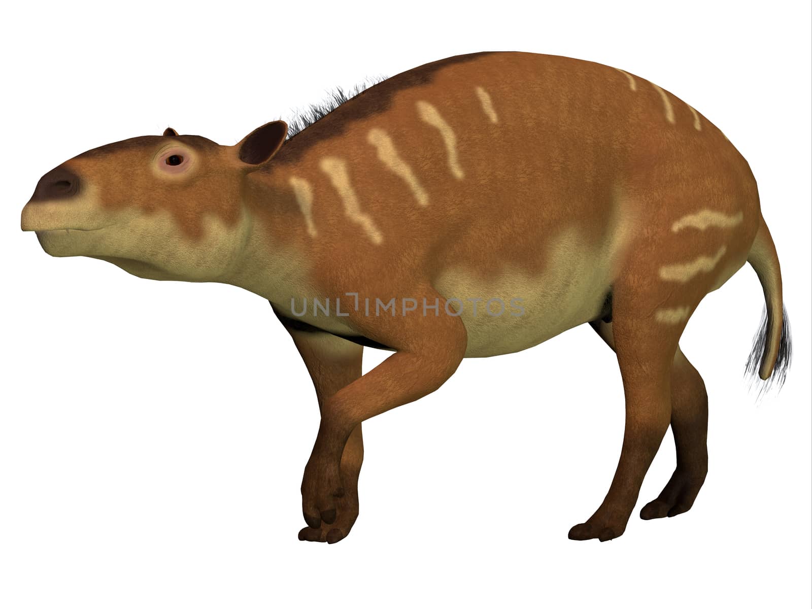 Eurohippus is the herbivorous forerunner of the horse that lived in the Eocene Period in tropical jungles of Europe. 