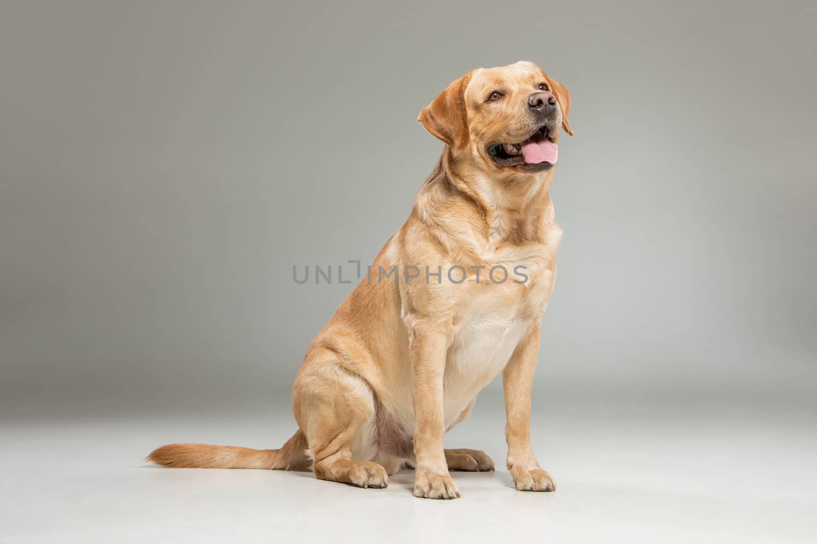 Labrador retriever, sitting in front on gray background