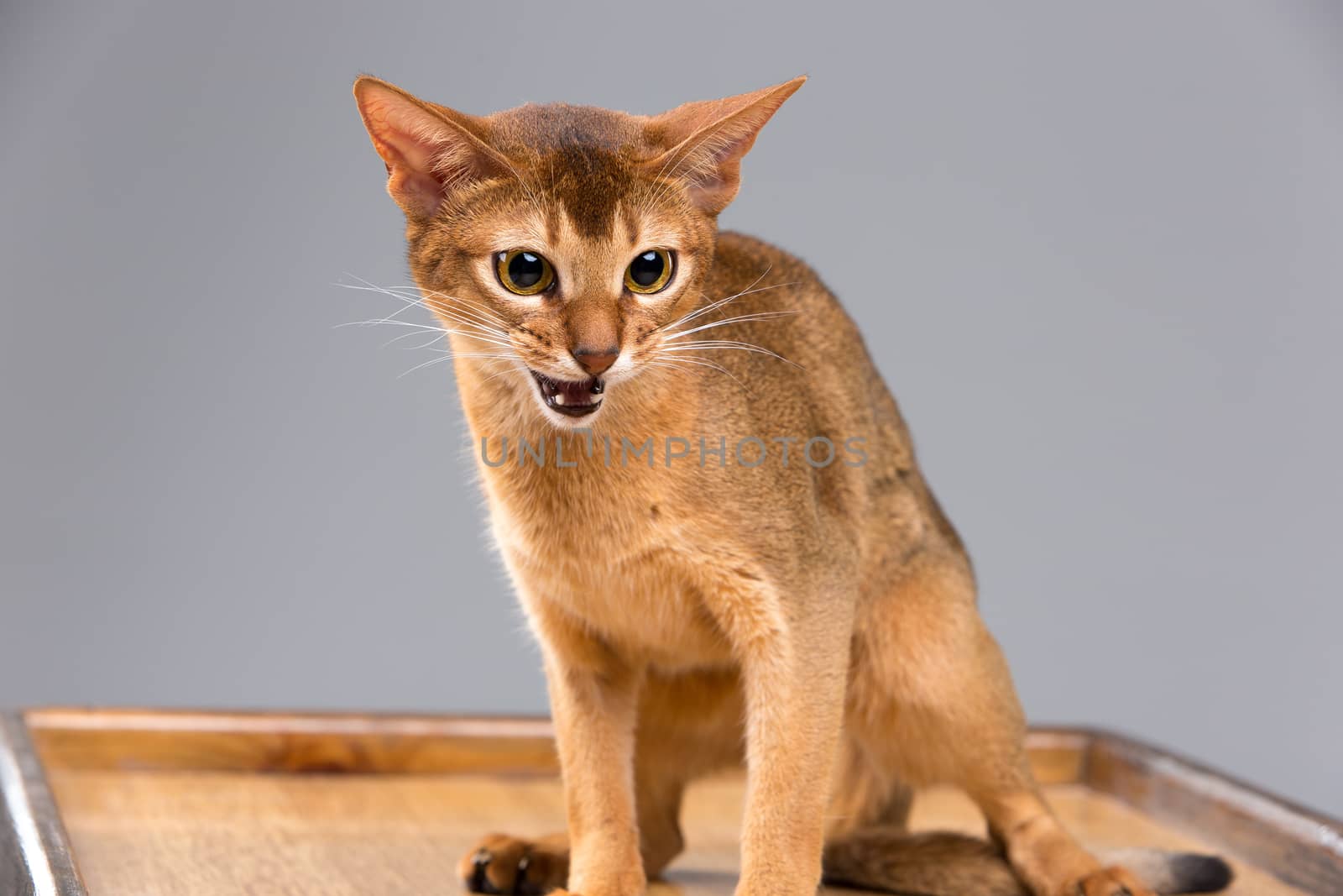 Purebred abyssinian young cat portrait on gray  on gray background