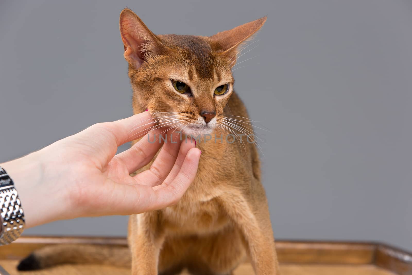 Purebred abyssinian young cat portrait isolated on gray