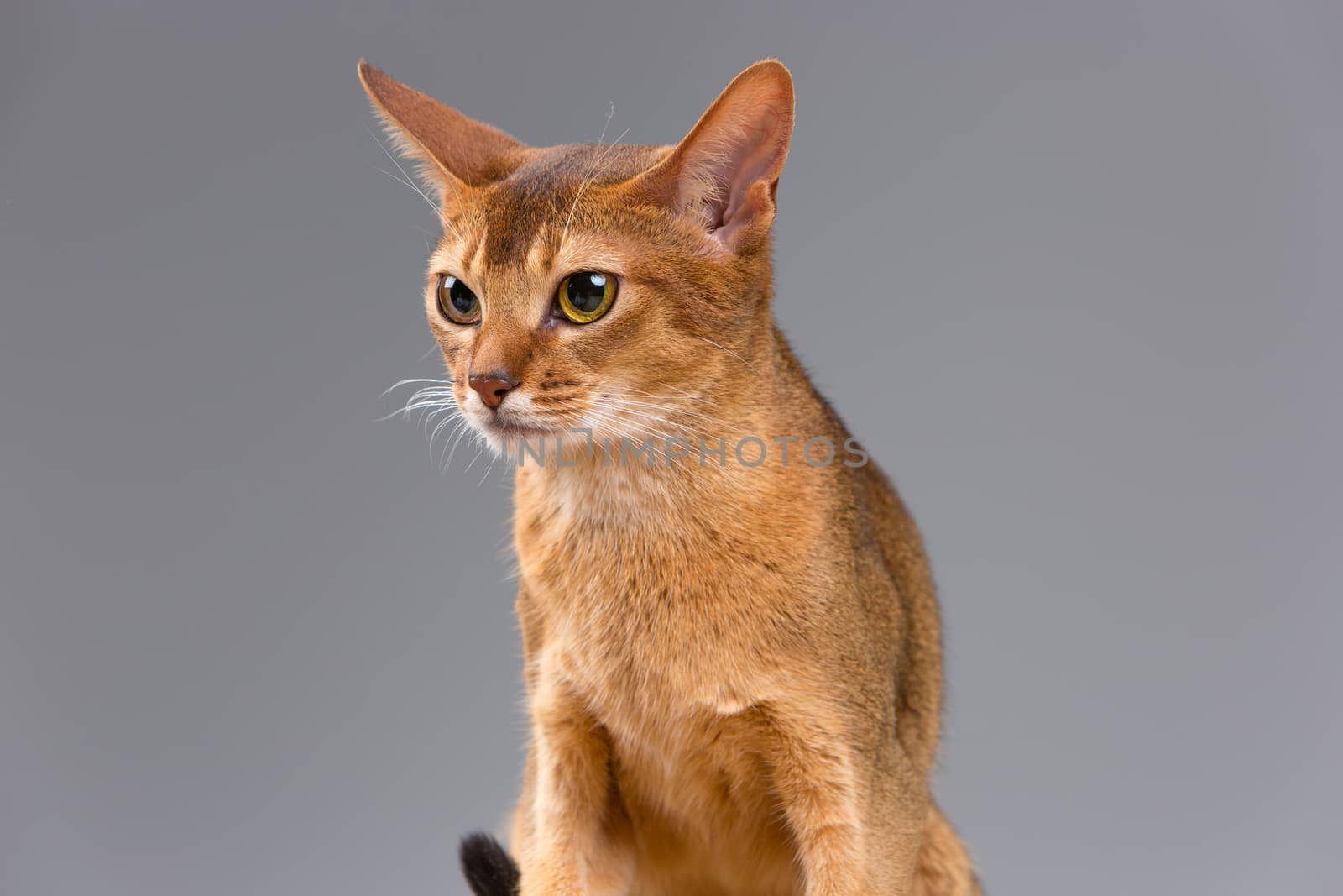 Purebred abyssinian young cat portrait isolated on gray