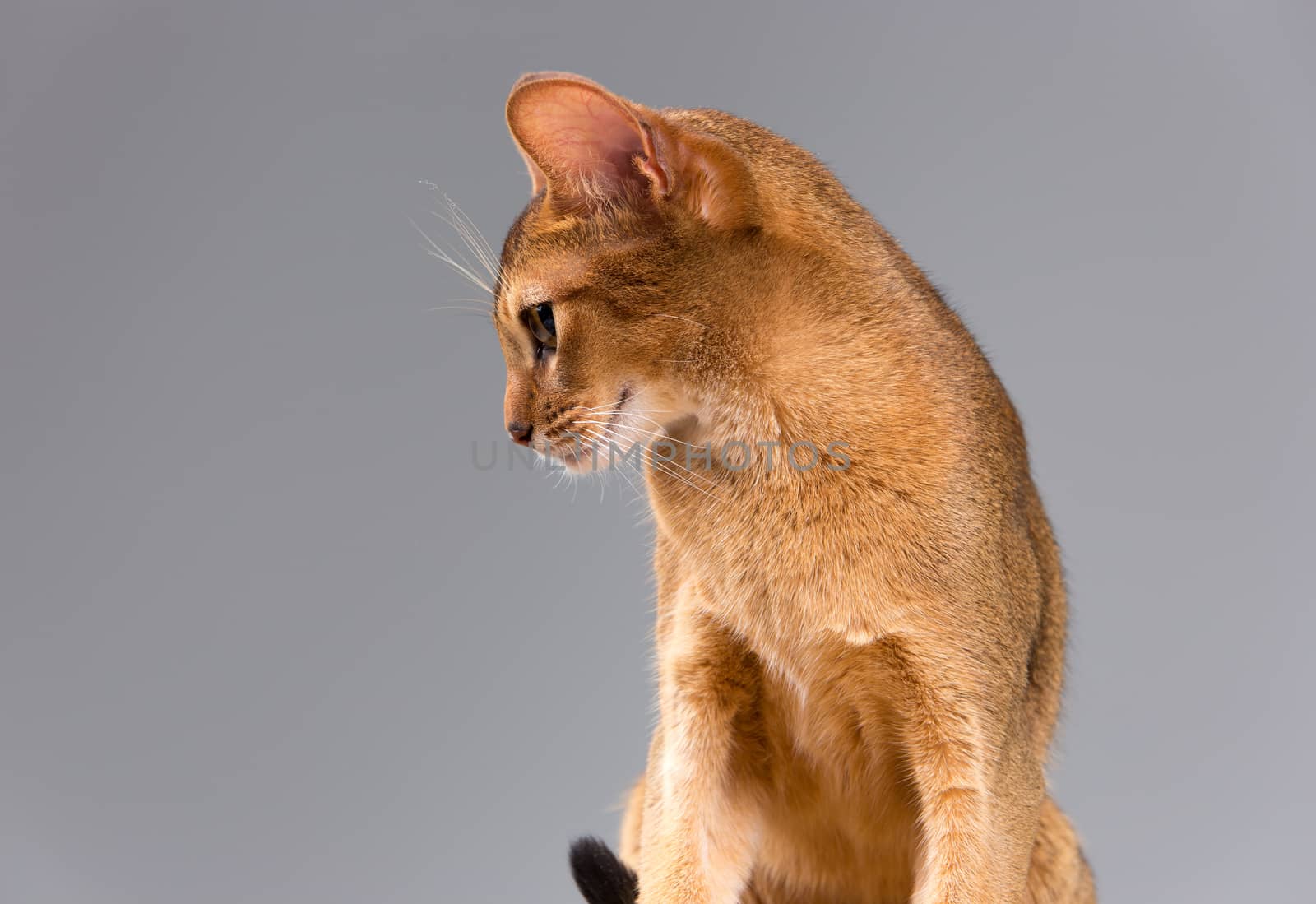Purebred abyssinian young cat portrait isolated on gray