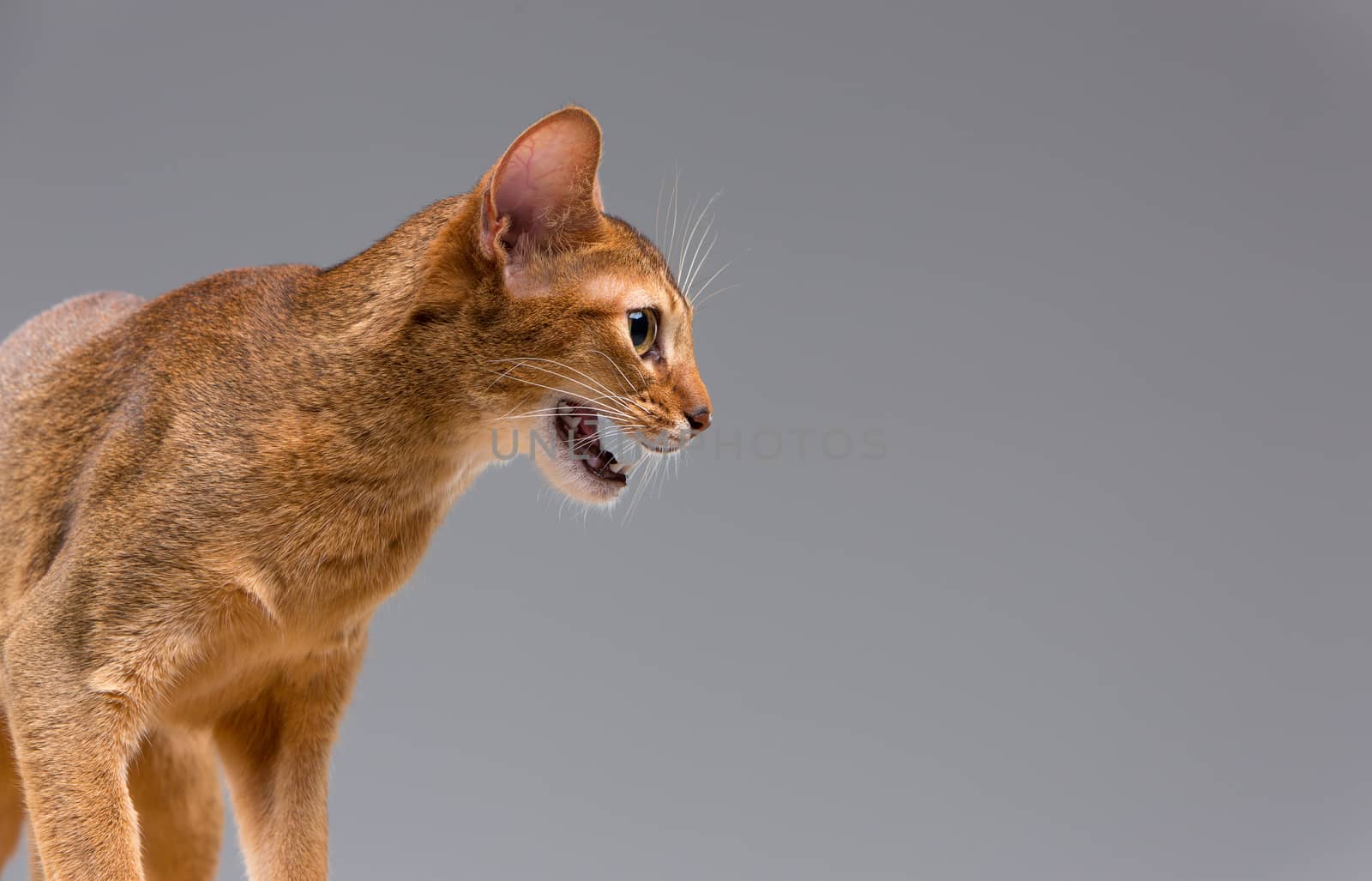 Purebred abyssinian young cat portrait on gray background