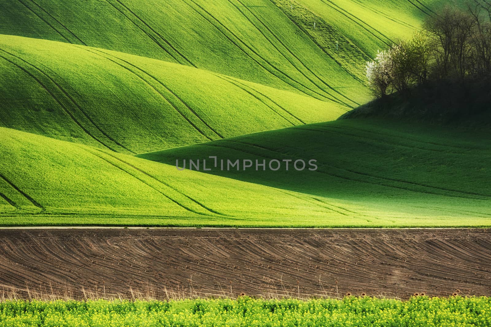 Lines and waves fields, South Moravia, Czech Republic