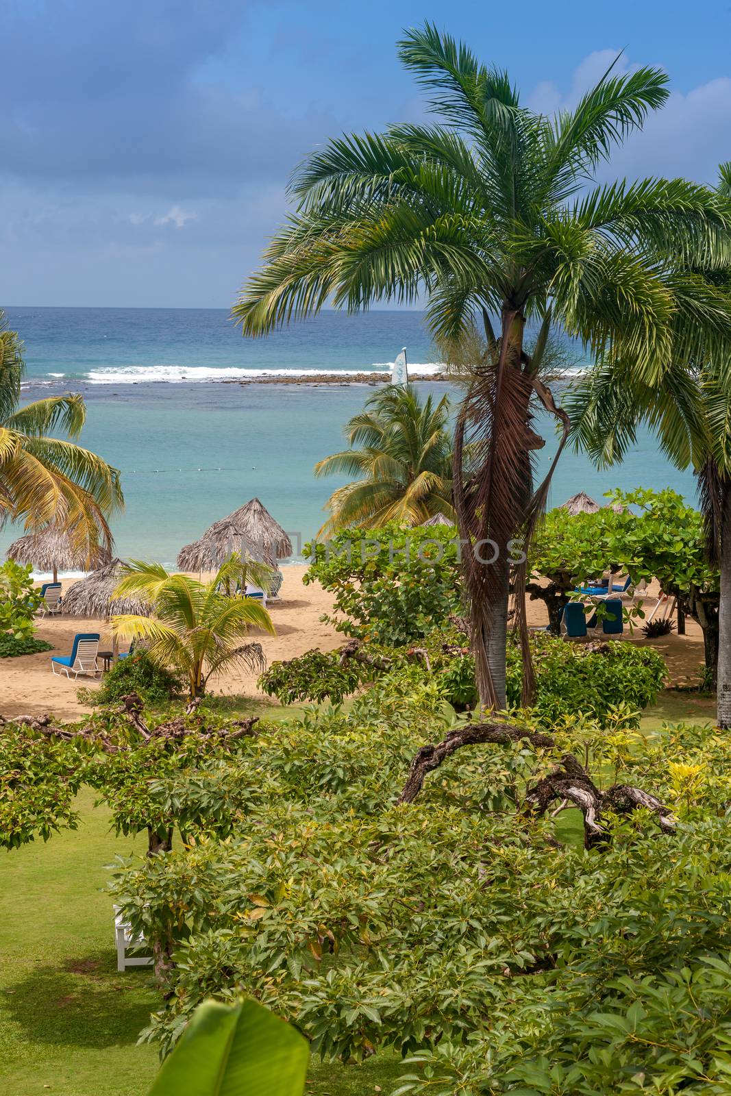 A tropical garden with palm trees overlooking the ocean with blue sky