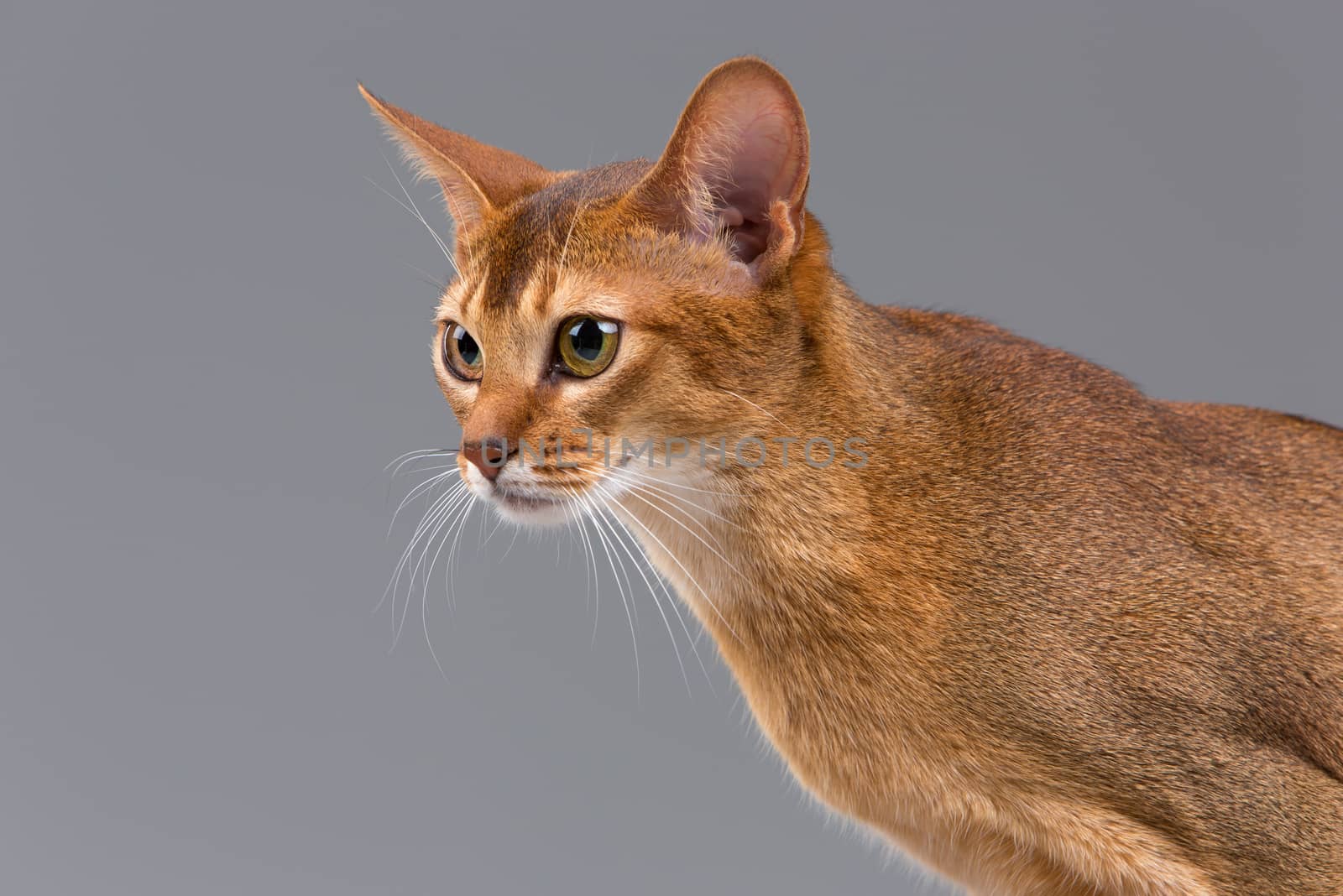 Purebred abyssinian young cat portrait isolated on gray