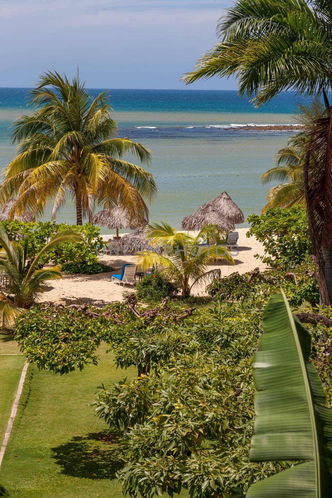 A tropical garden with palm trees overlooking the ocean with blue sky