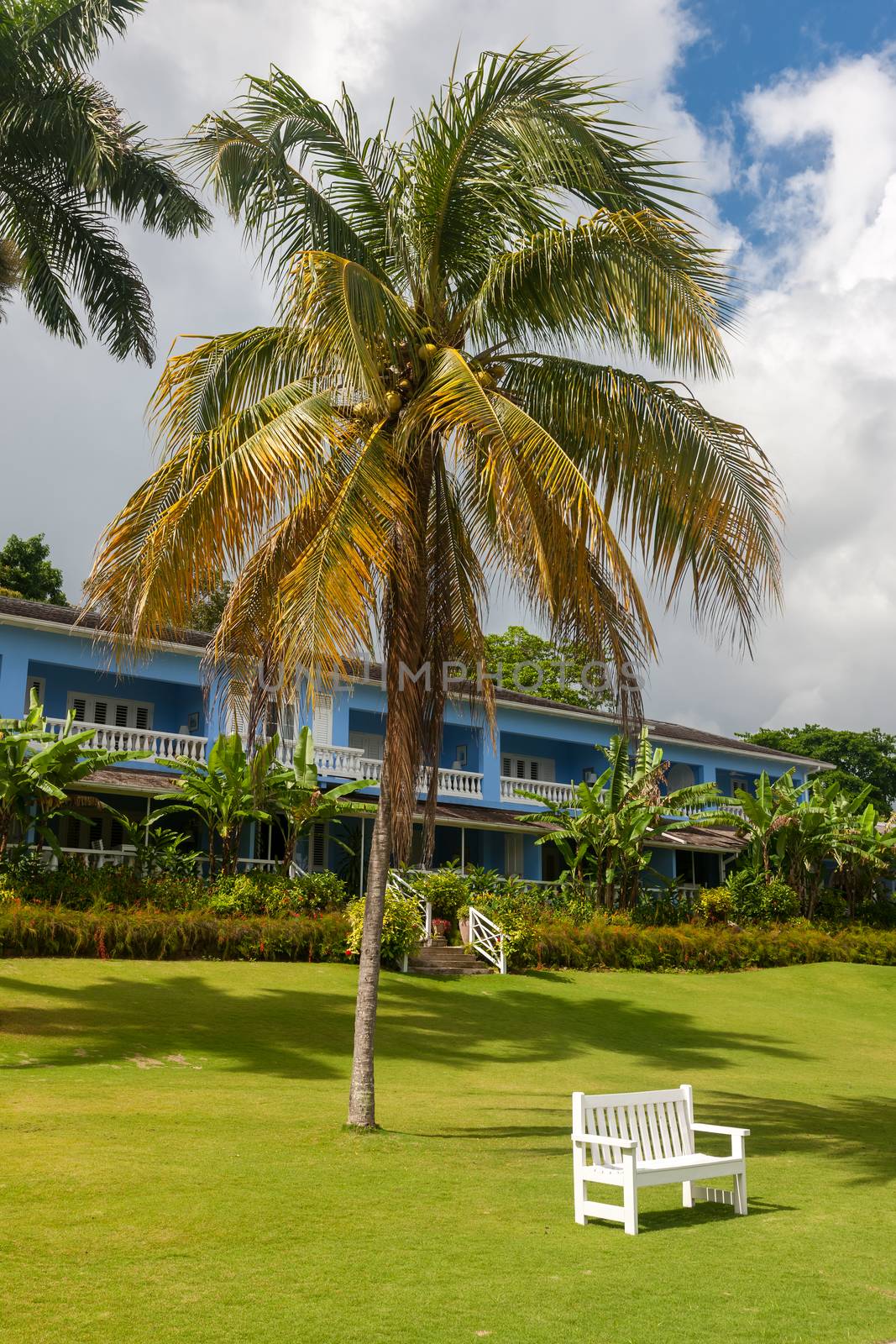 Empty sunbeds in tropical on the green grass and a  palm tree