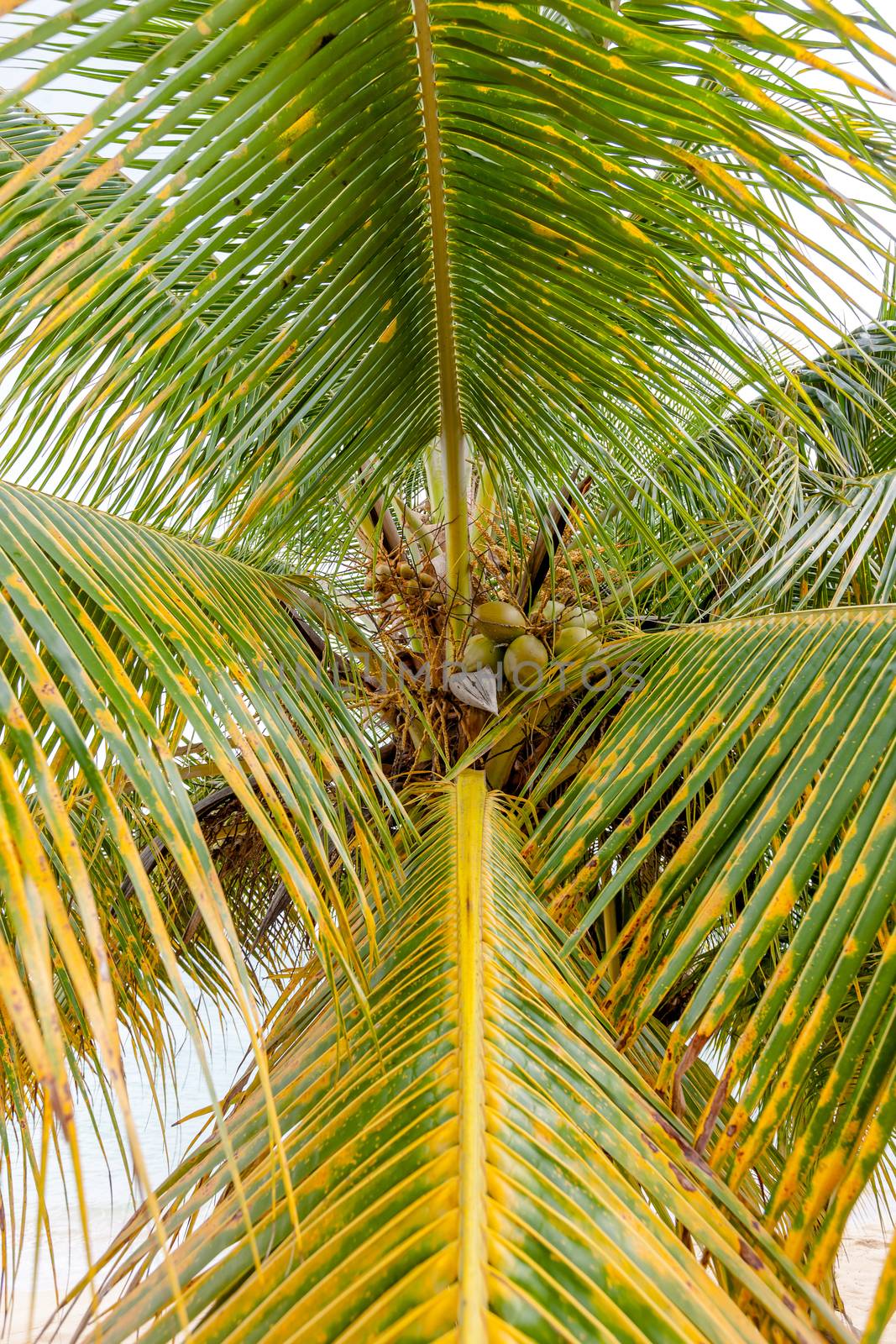 The Sweet Coconut tree with green coconuts