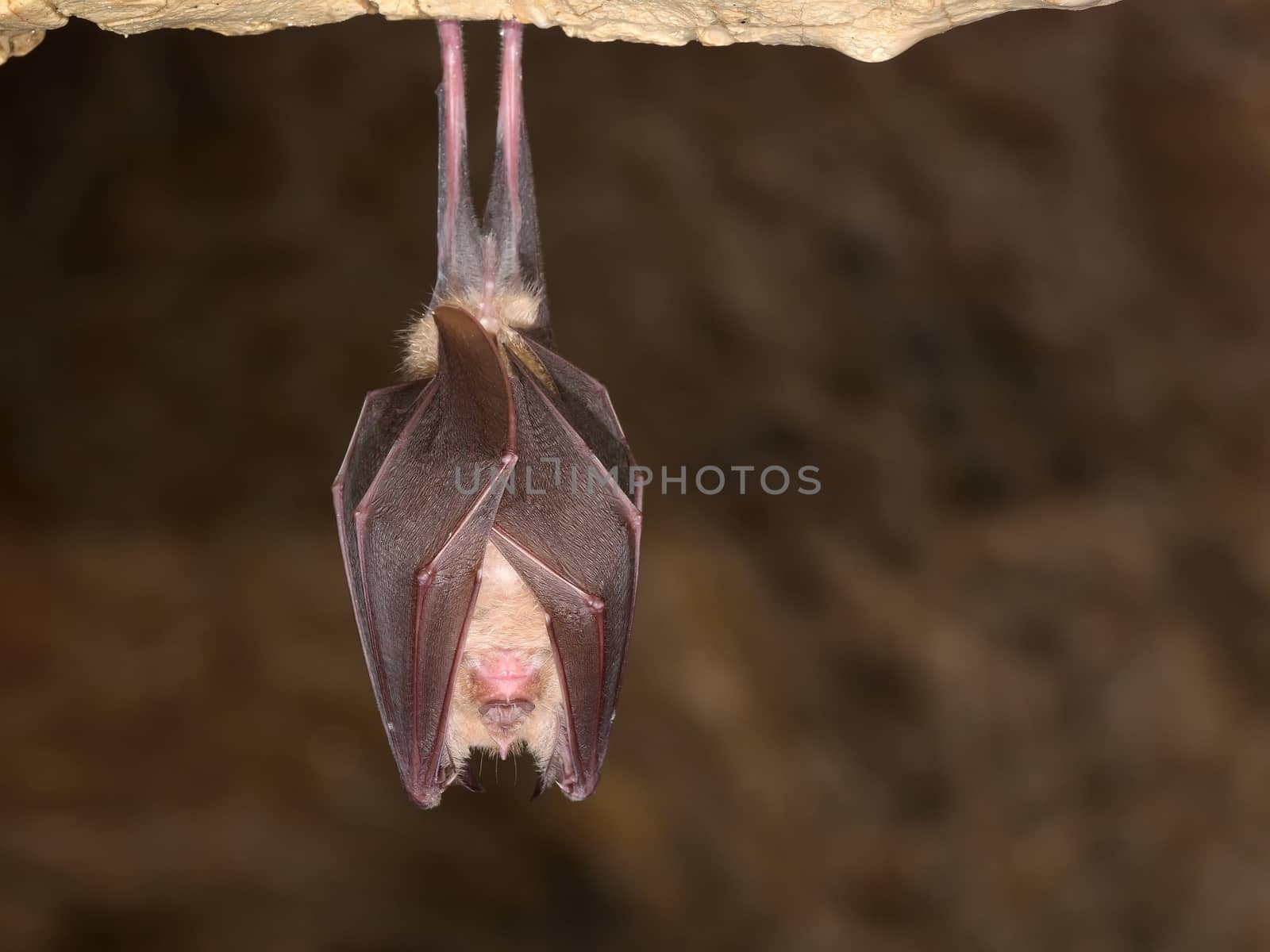 Greater horseshoe bat( Rhinolophus ferrumequinum) by comet