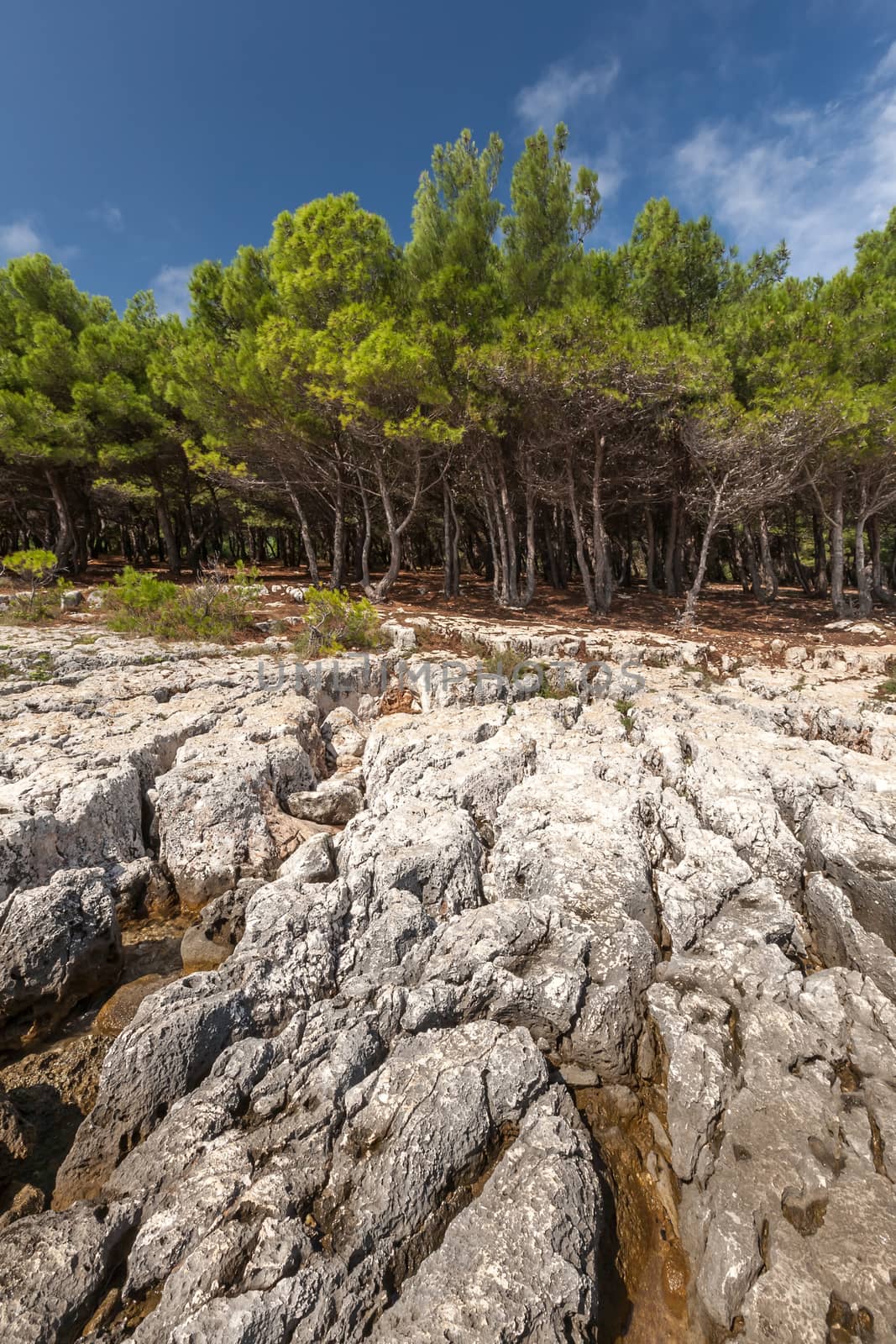 The Pine trees on rock in Croatia