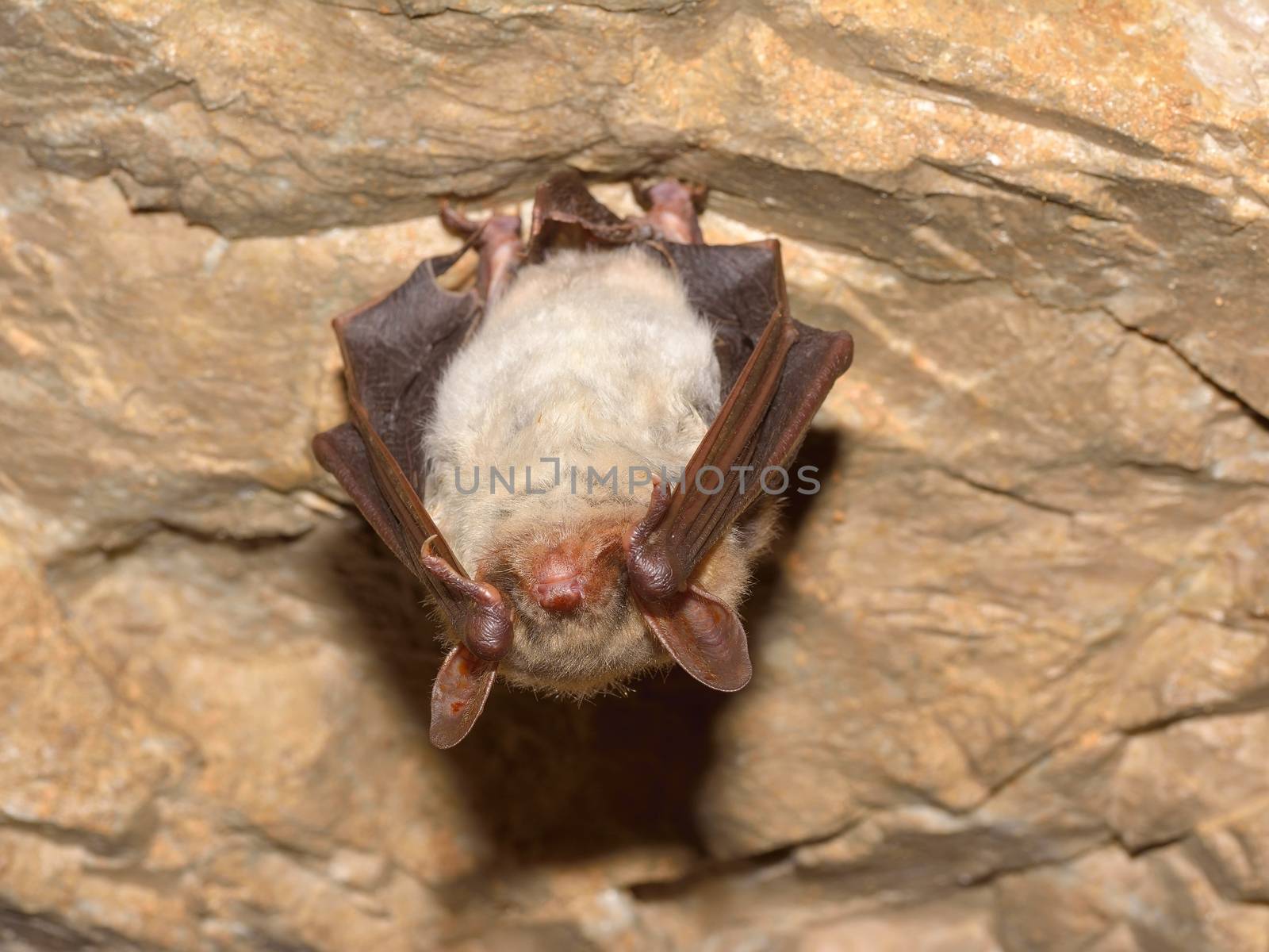 Greater mouse-eared bat ( Myotis myotis) by comet