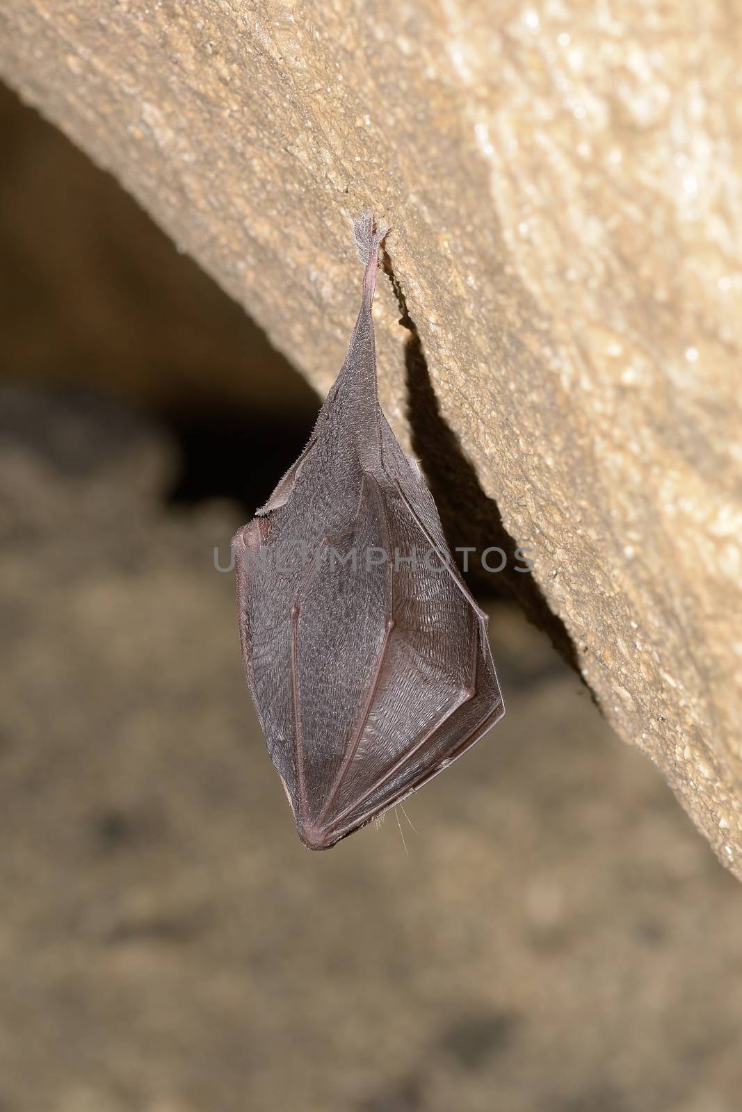 Lesser Horseshoe Bat (Rhinolophus hipposideros) by comet