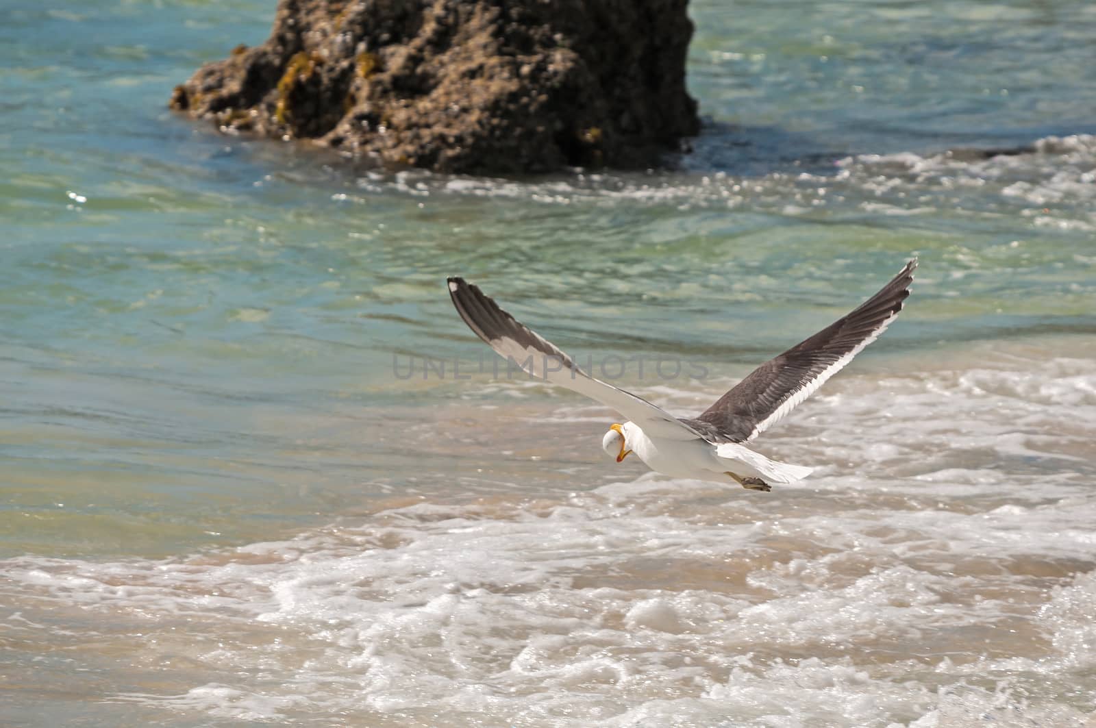 A Gull stealing the egg of an endangered African Penguin at the Boulders section of the Table Mountain National Park in Simons Town