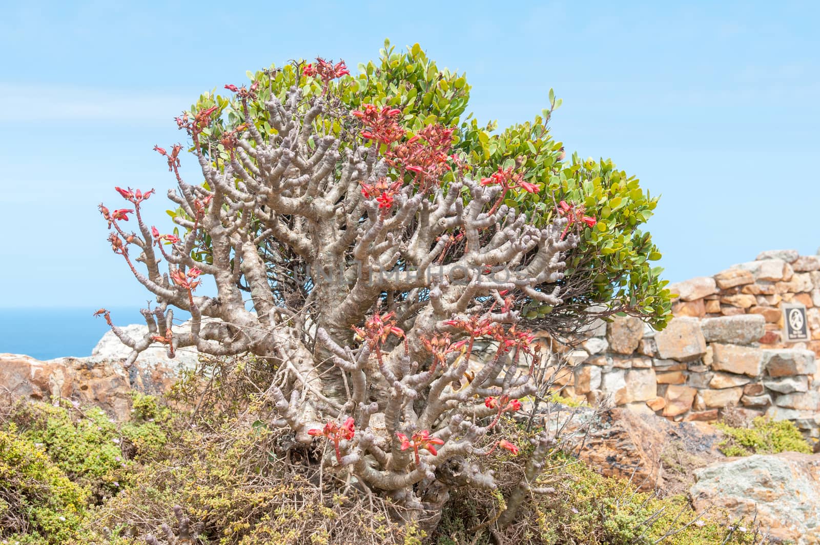 Flowers of a botterboom or butter tree, Tylecodon paniculatus, a deciduous succulent up to 3m. Photo taken a Cape Point