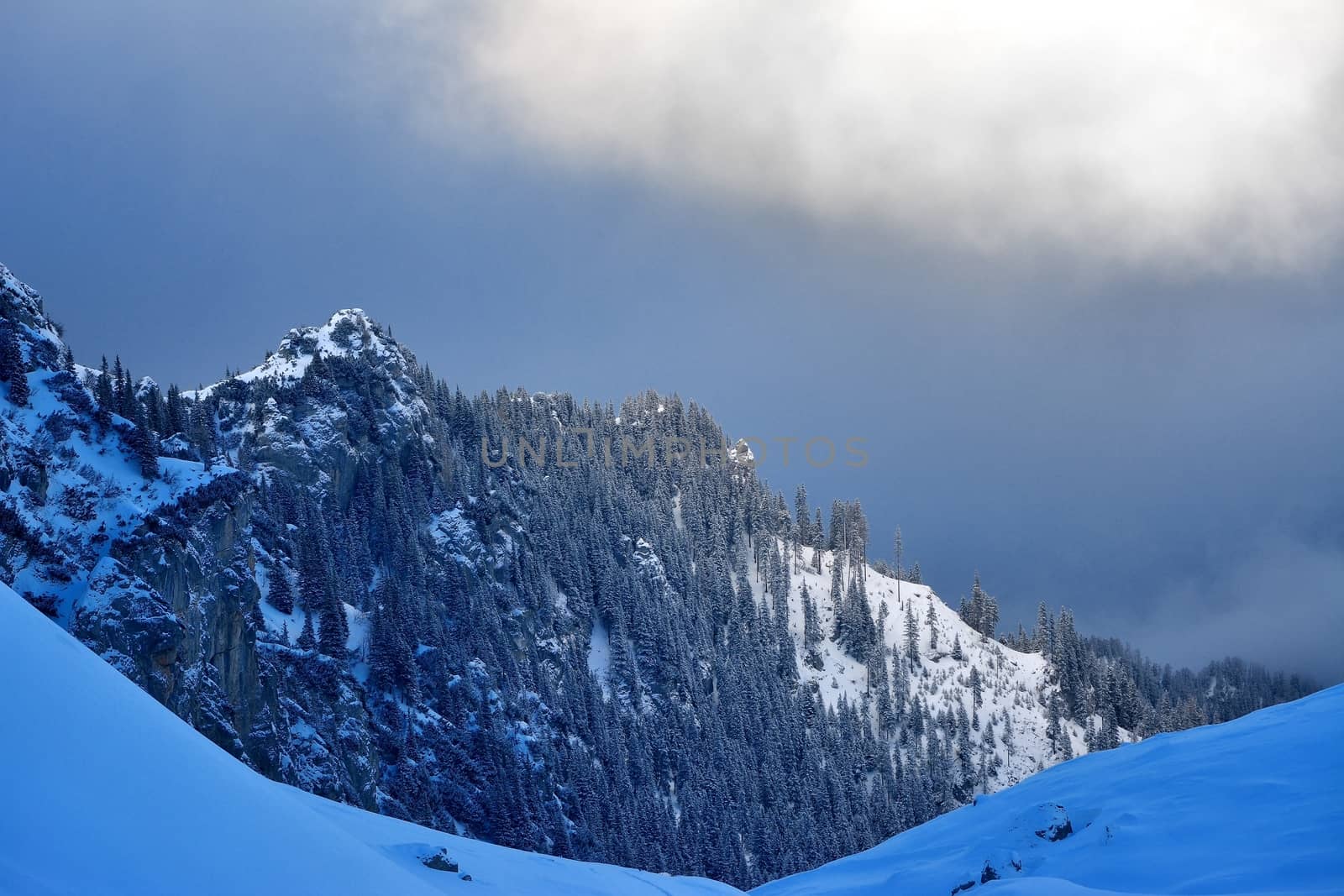 Winter trees in mountains covered with fresh snow in a frozen day by comet