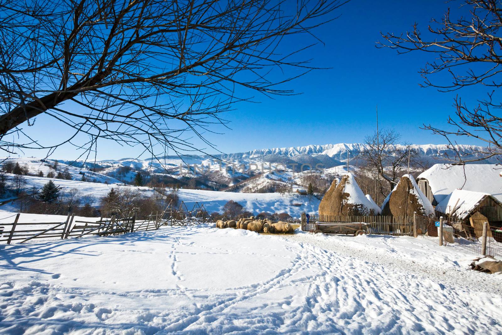 Typical winter scenic view haystacks and sheeps from Bran Castle surroundings