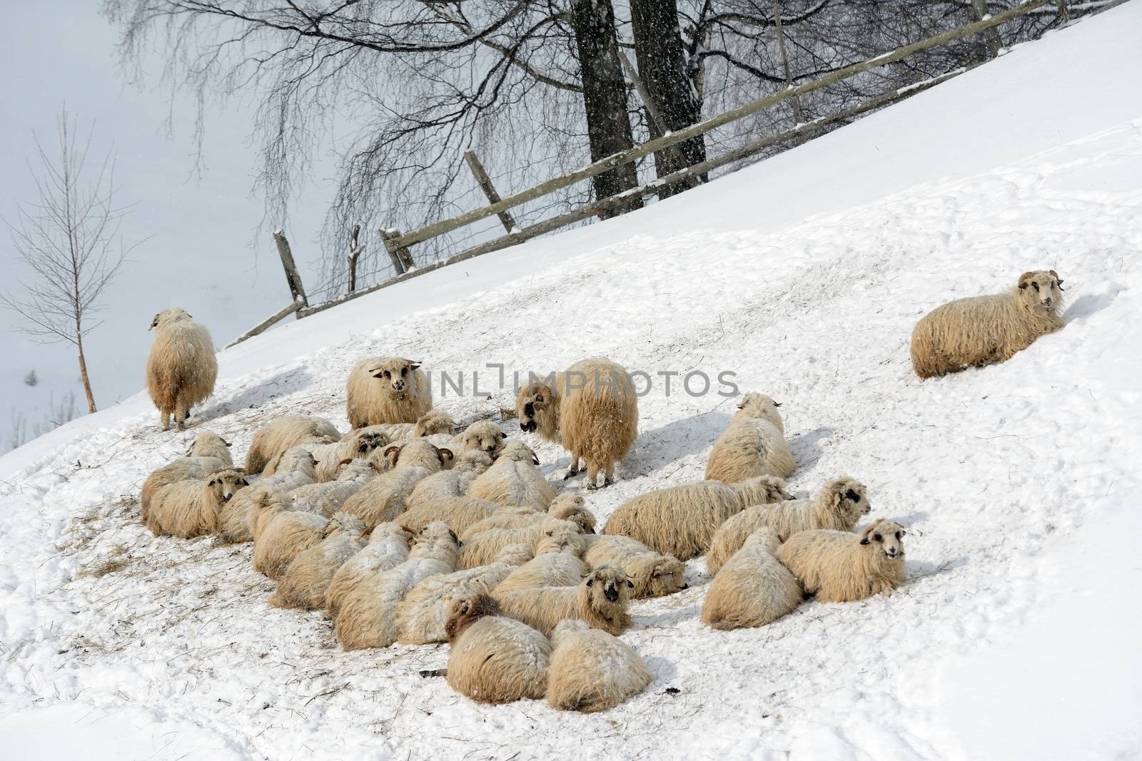 Herd of sheep standing on snow on farmland