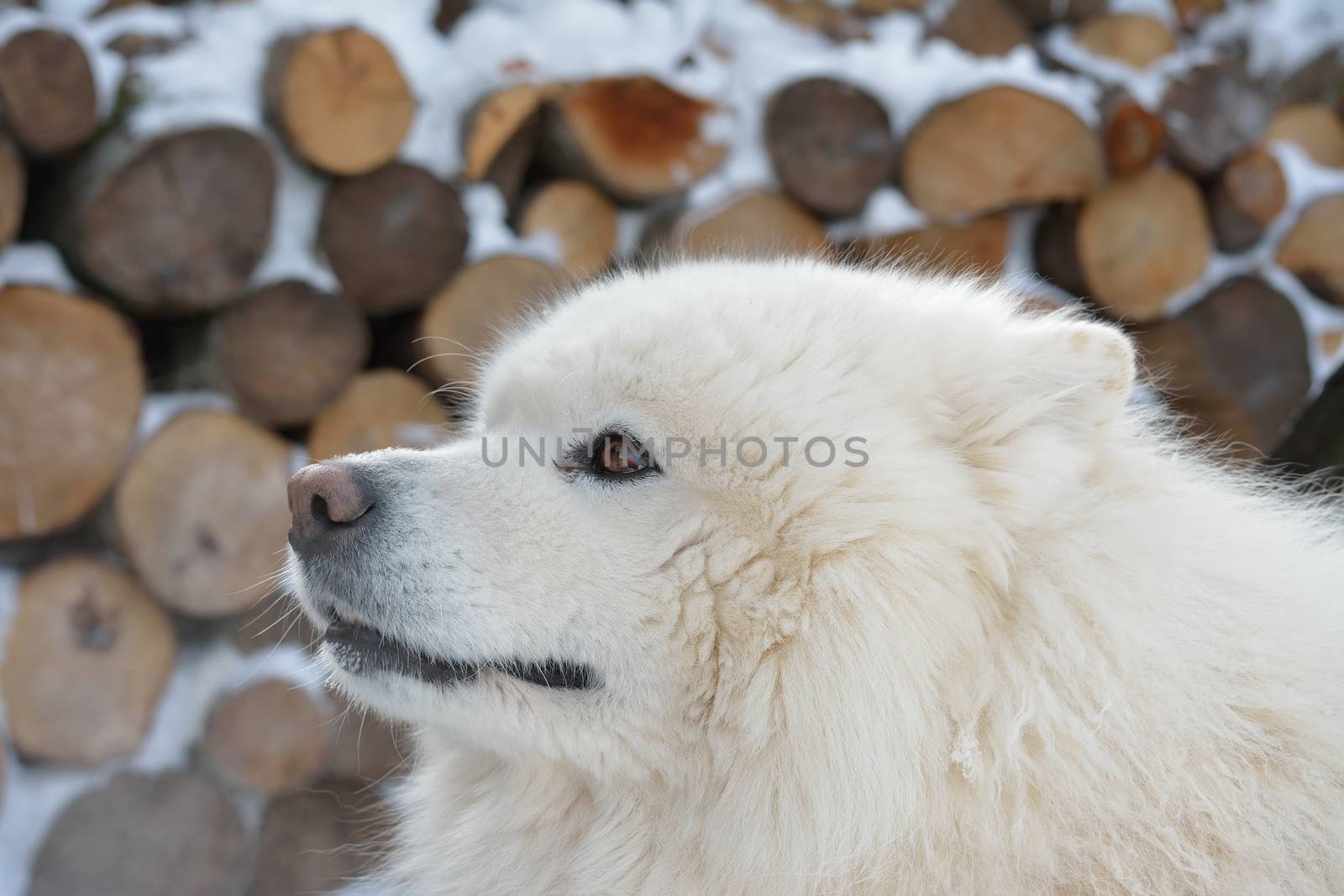 Portrait of Samoyed dog by comet