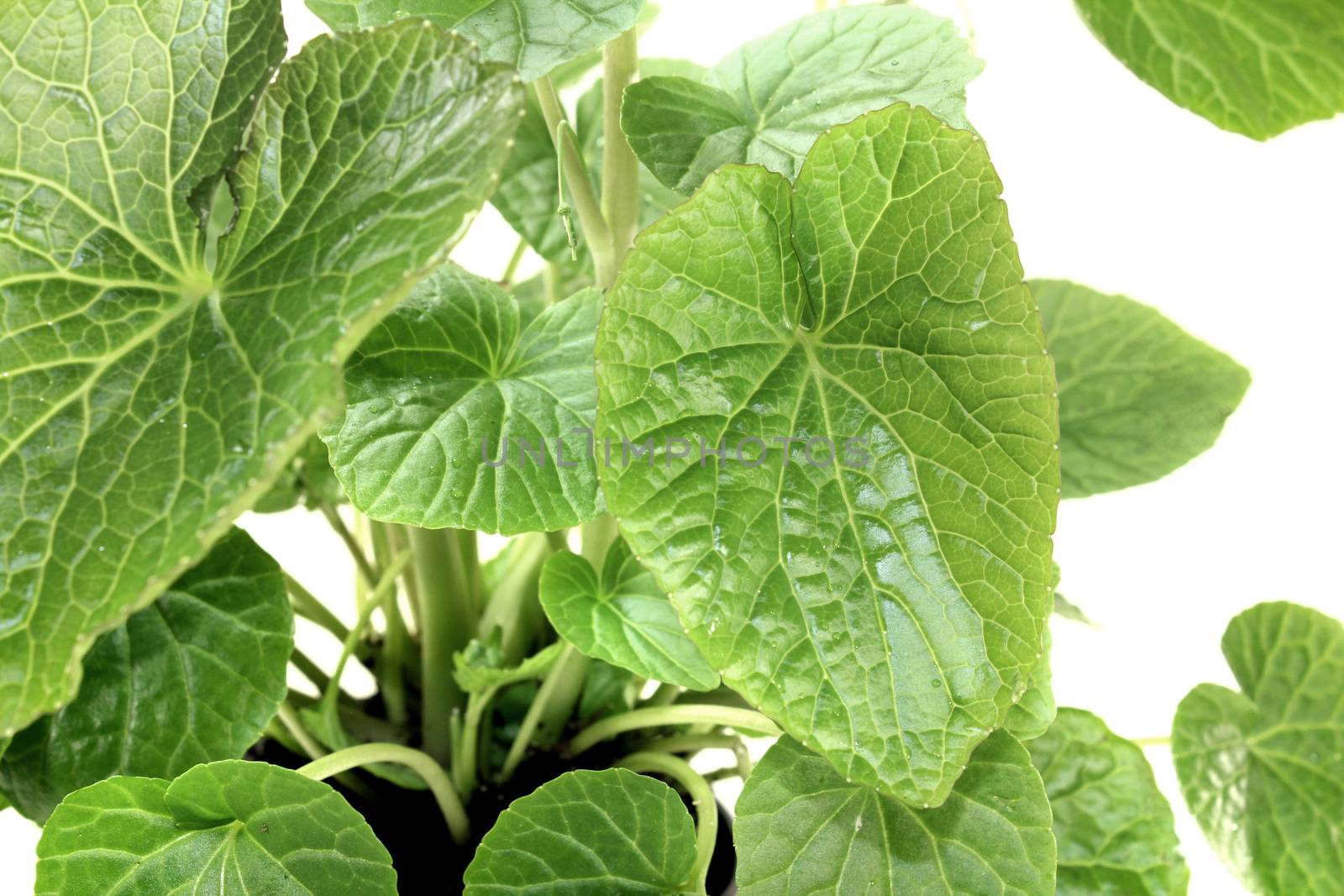 fresh green wasabi leaves on a bright background