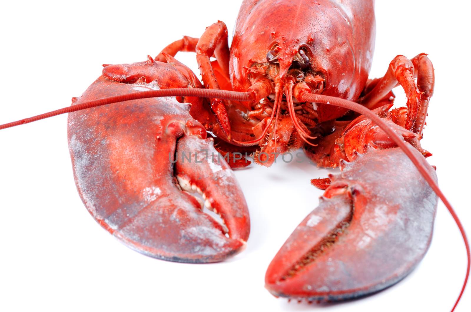 Lobster isolated on white background by Nanisimova