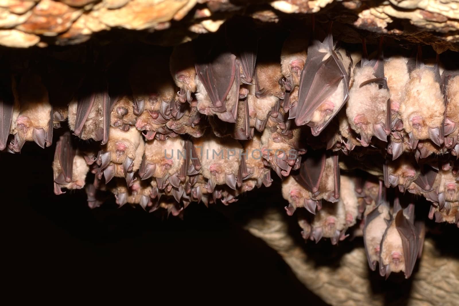 Group of Greater horseshoe bat (Rhinolophus ferrumequinum) by comet
