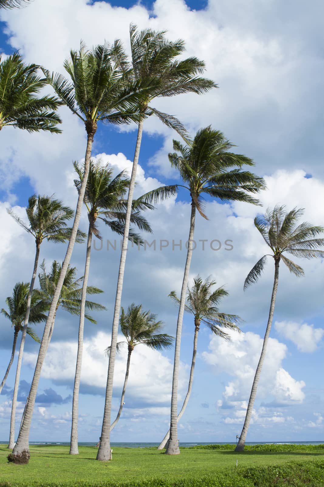 Coconut trees sky by jee1999