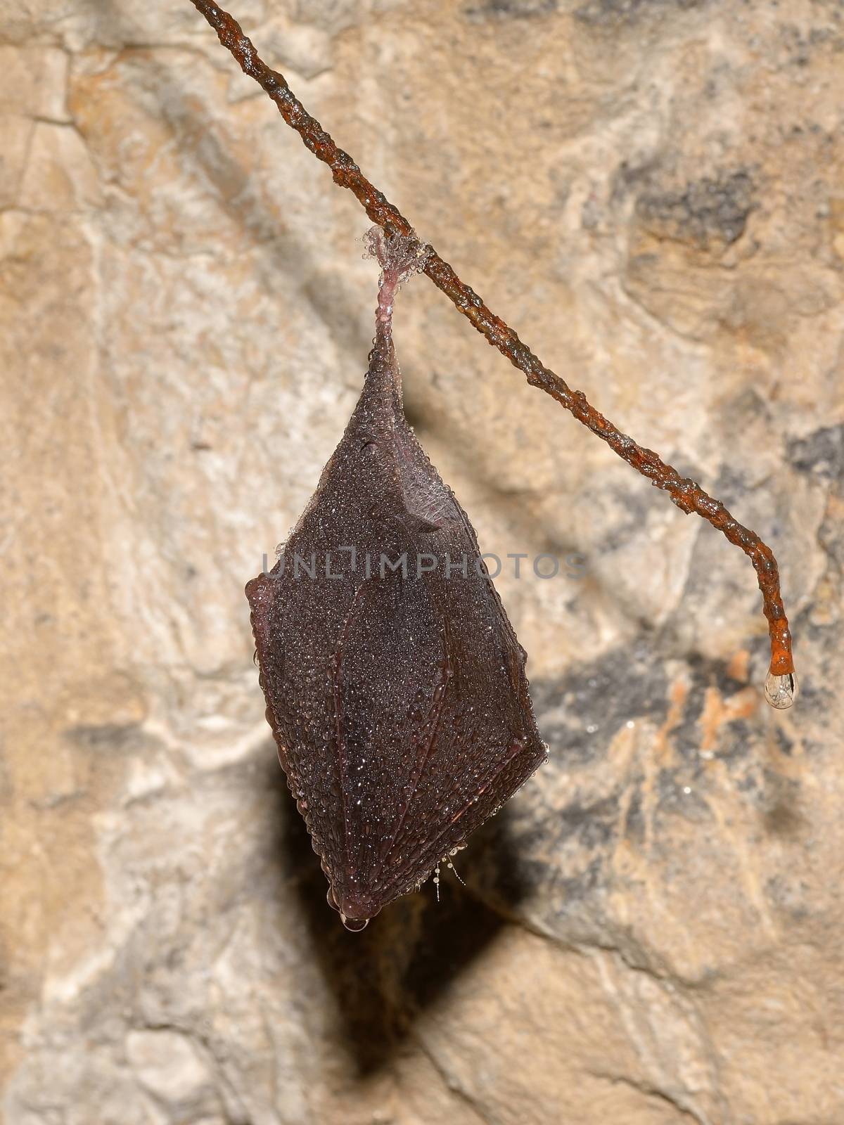 Lesser Horseshoe Bat (Rhinolophus hipposideros) by comet