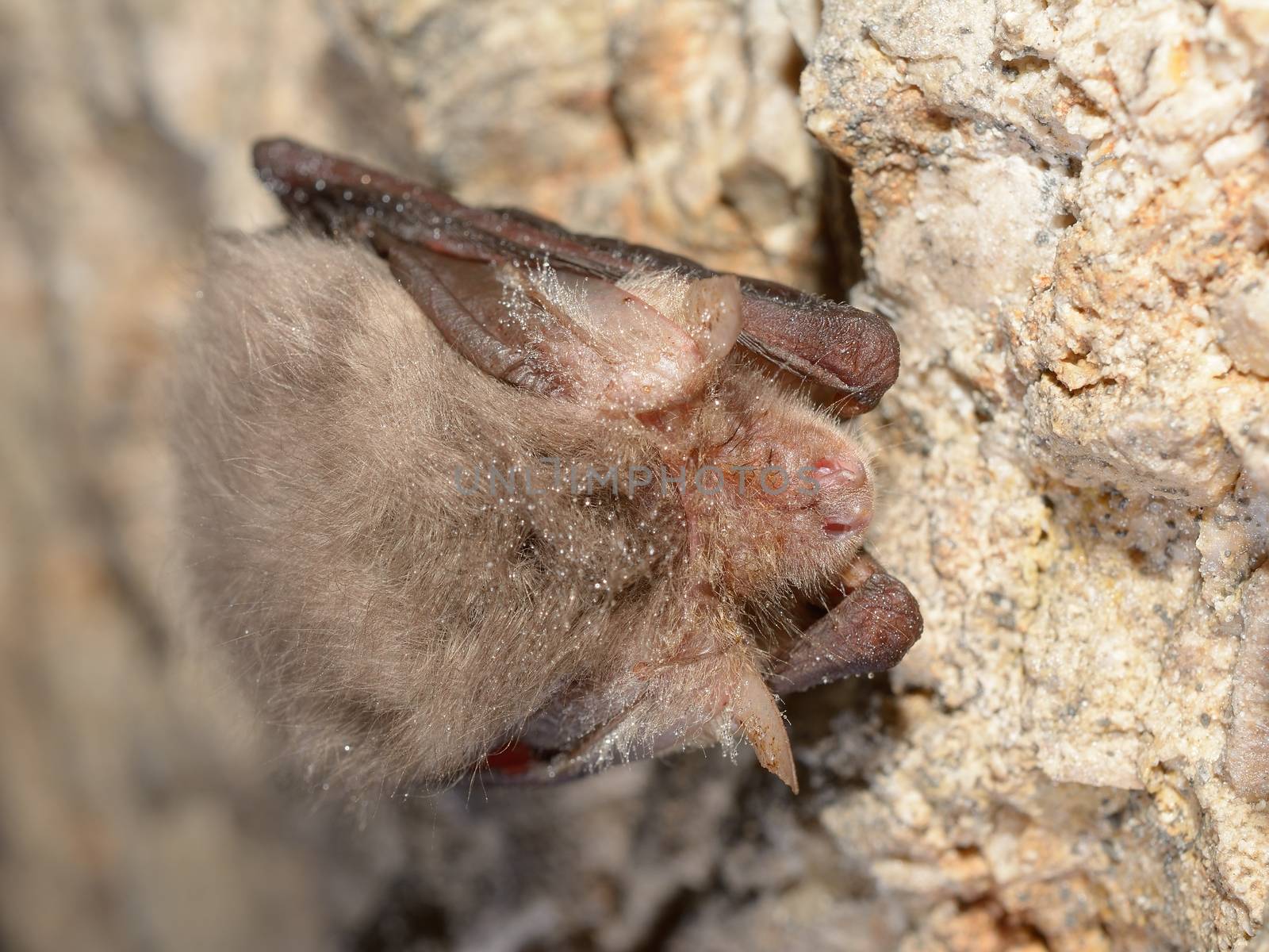 Eastern pipistrelle bat (Pipistrellus subflavus) by comet