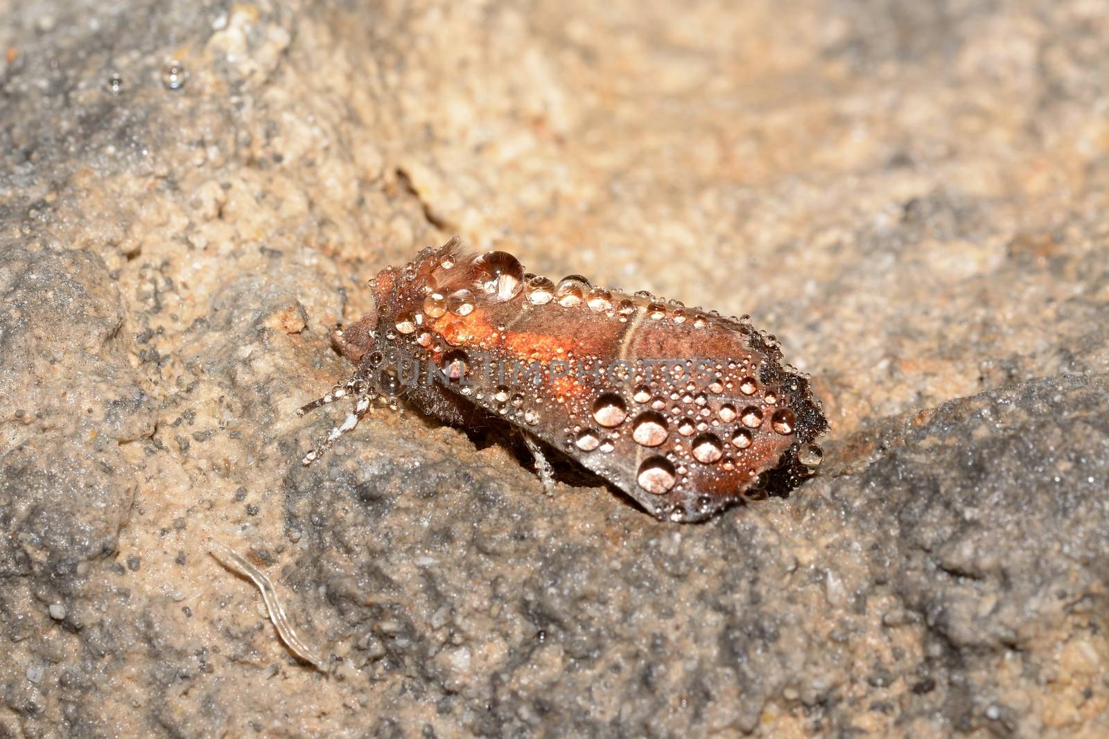 Rare cave moth, Scoliopteryx libatrix by comet