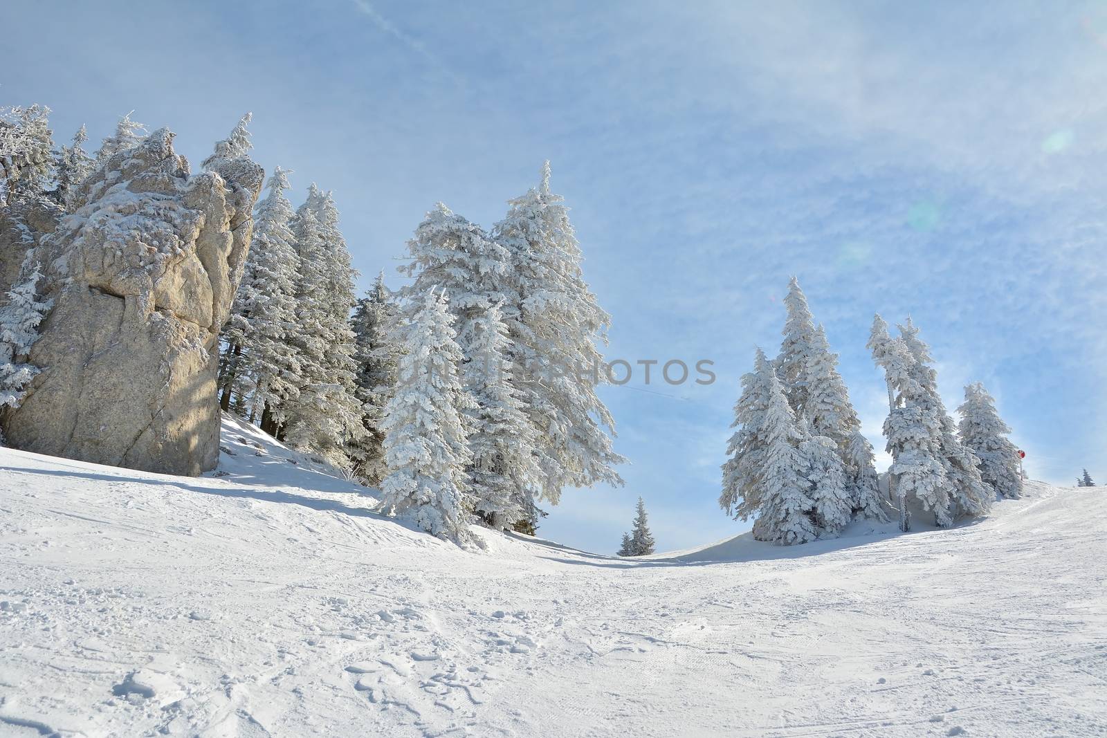 Ski slope and snow covered trees