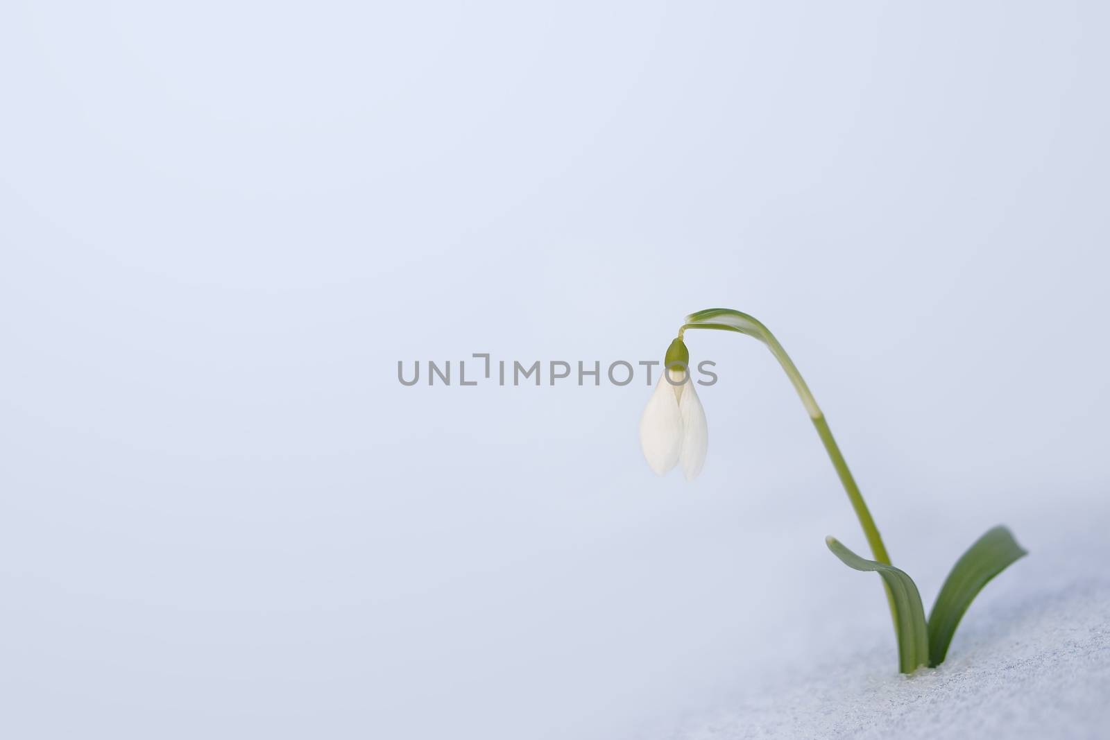 Spring snowdrop flower in the snow