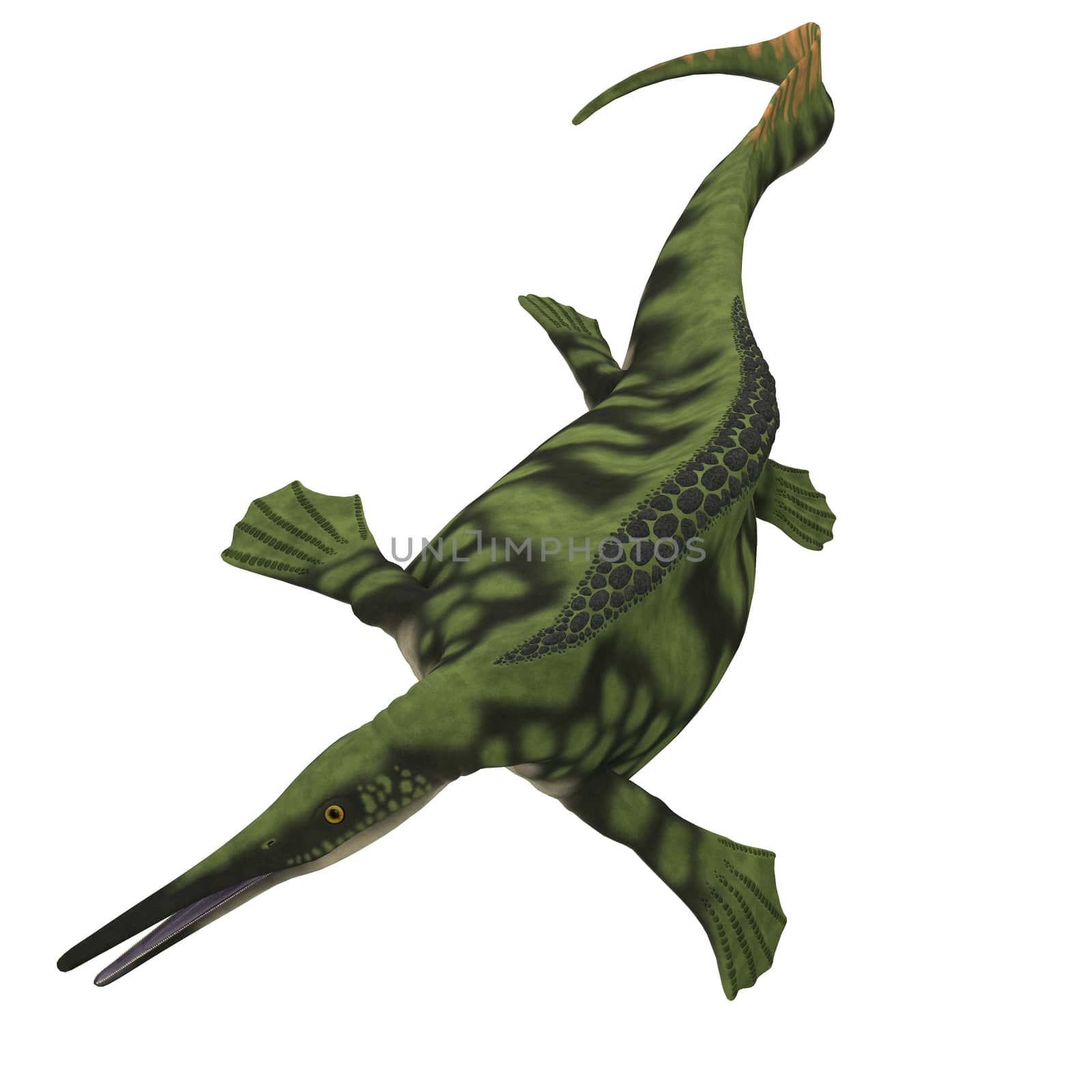 Hepehsuchus was a predatory marine Ichthyosaur that lived in the oceans of the Mesozoic Era.