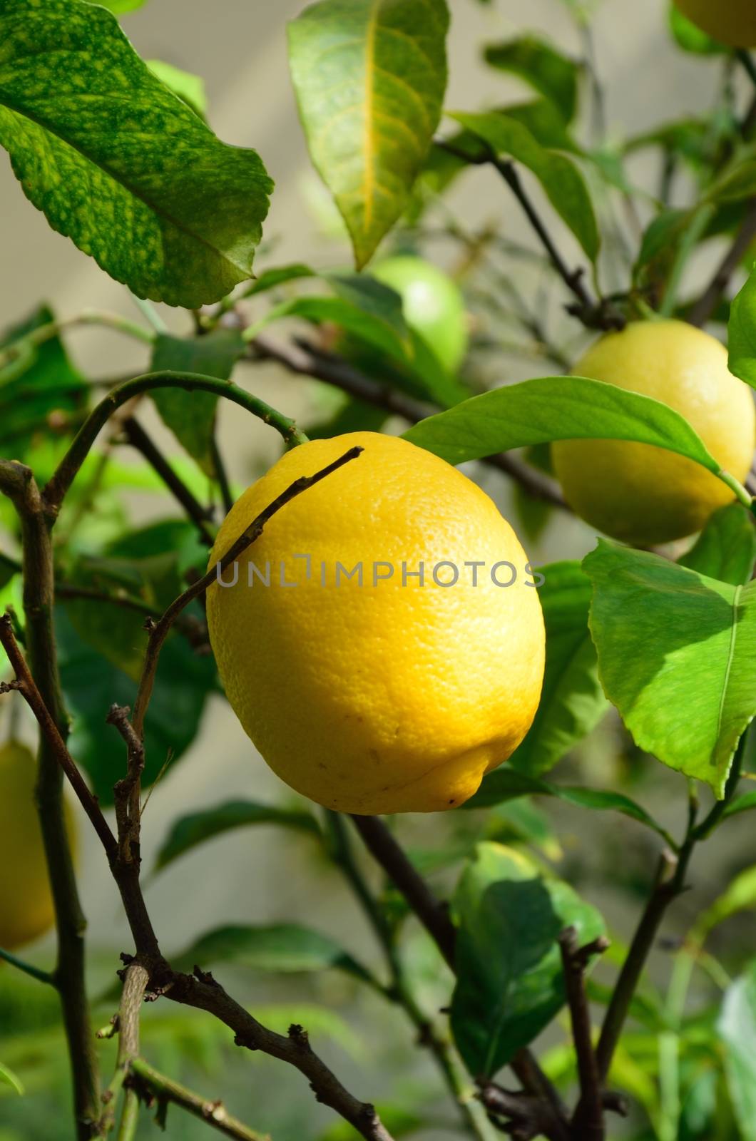 Lemon on tree green