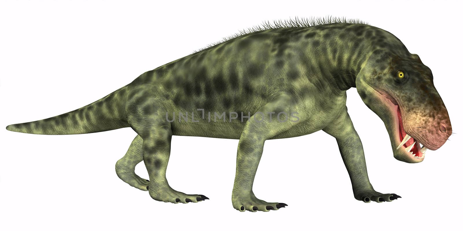 Inostrancevia was a carnivorous reptile dinosaur that lived in the Permian Age of Russia.